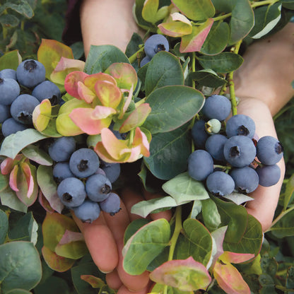 Blueberry 'Peach Sorbet®'