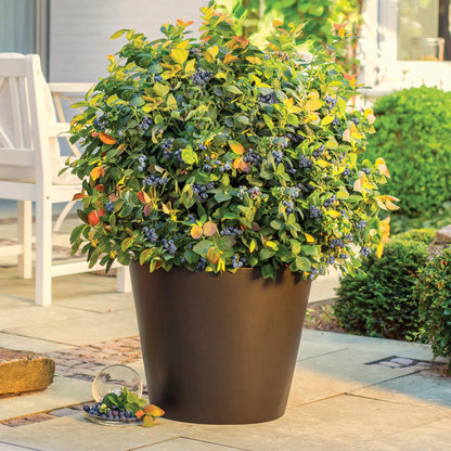 Blueberry 'Peach Sorbet®'