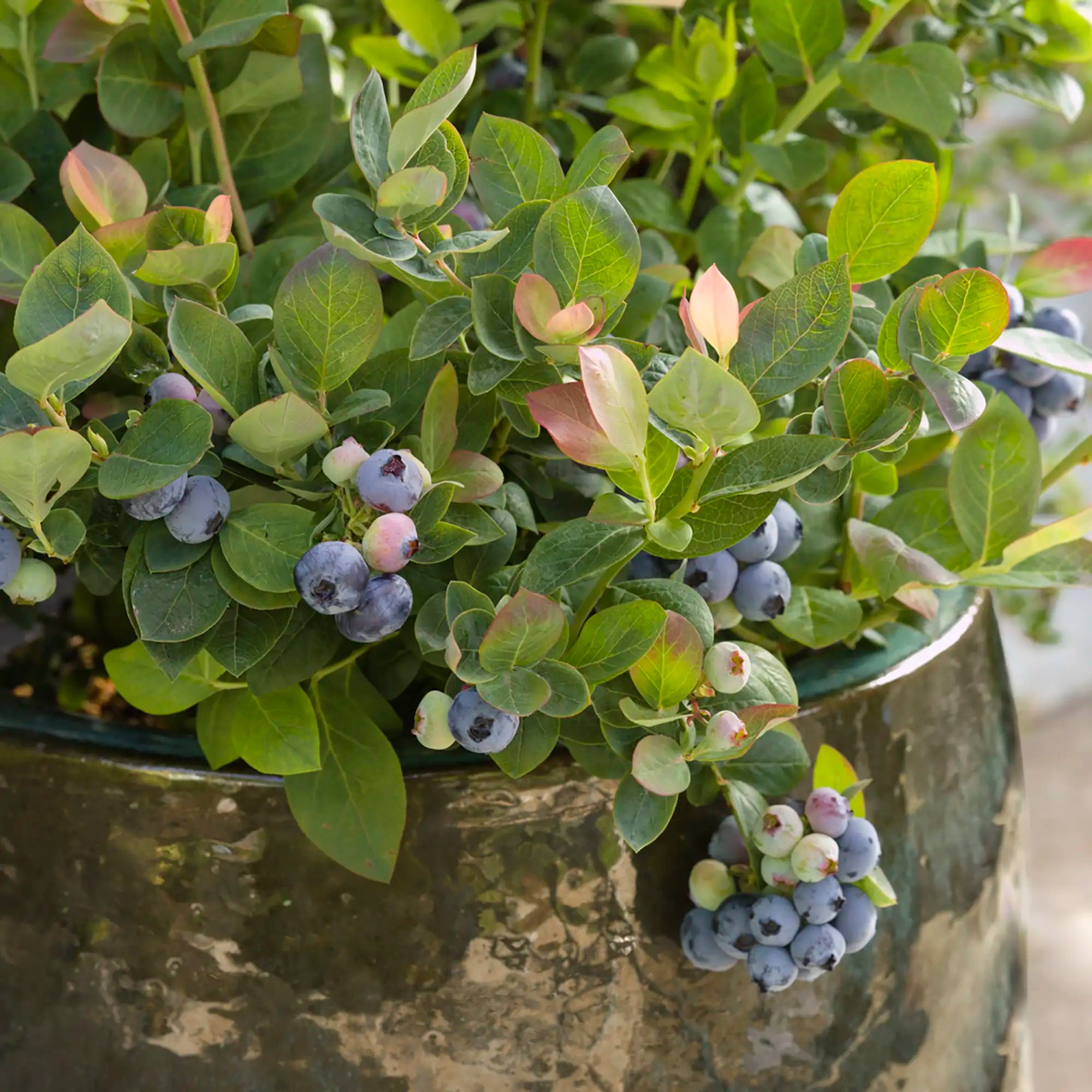 Blueberry 'Pink Icing®'