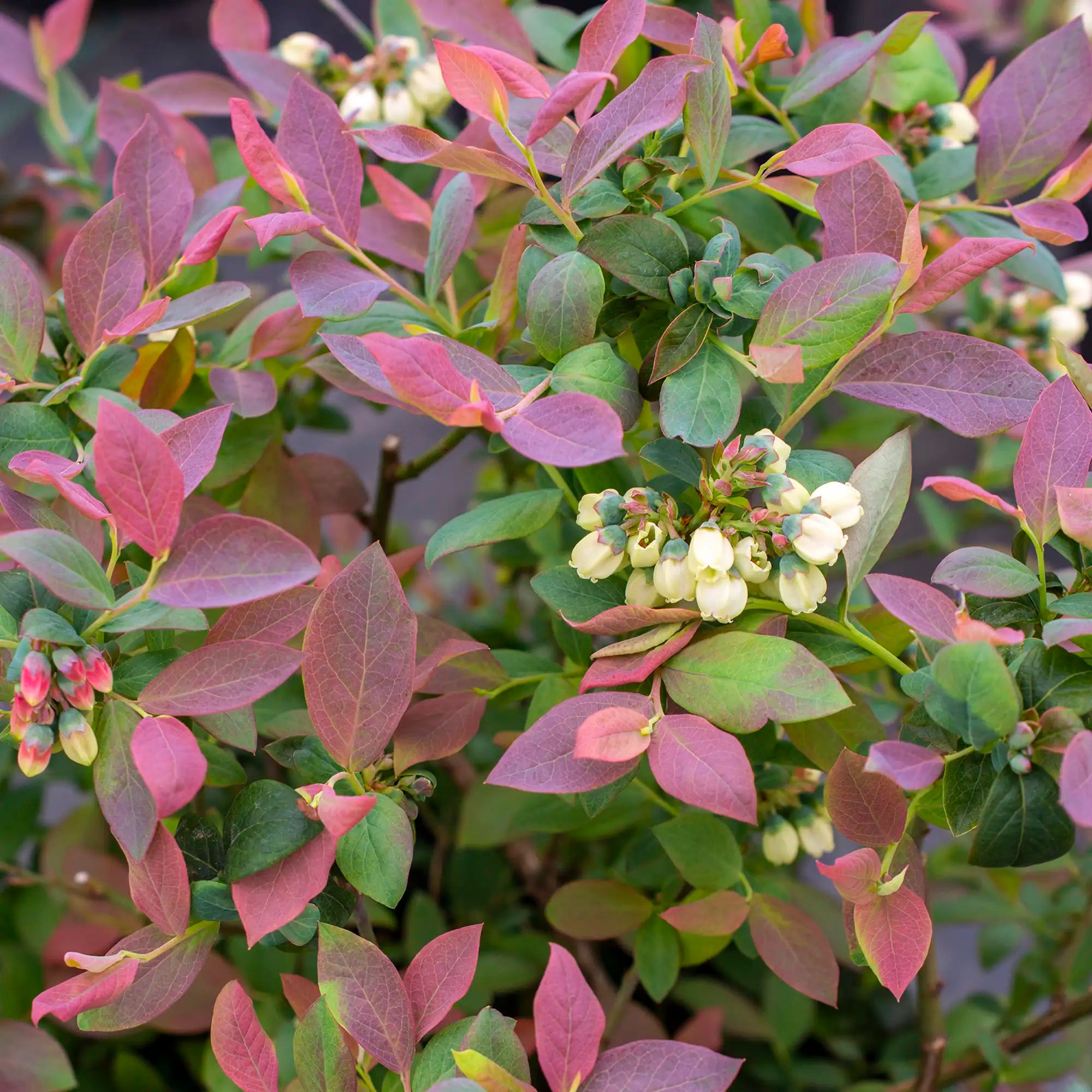 Blueberry 'Pink Icing®'