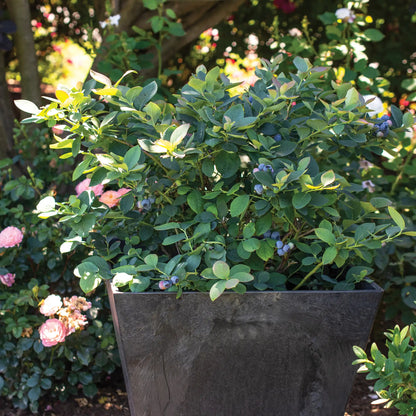 Blueberry 'Silver Dollar®'