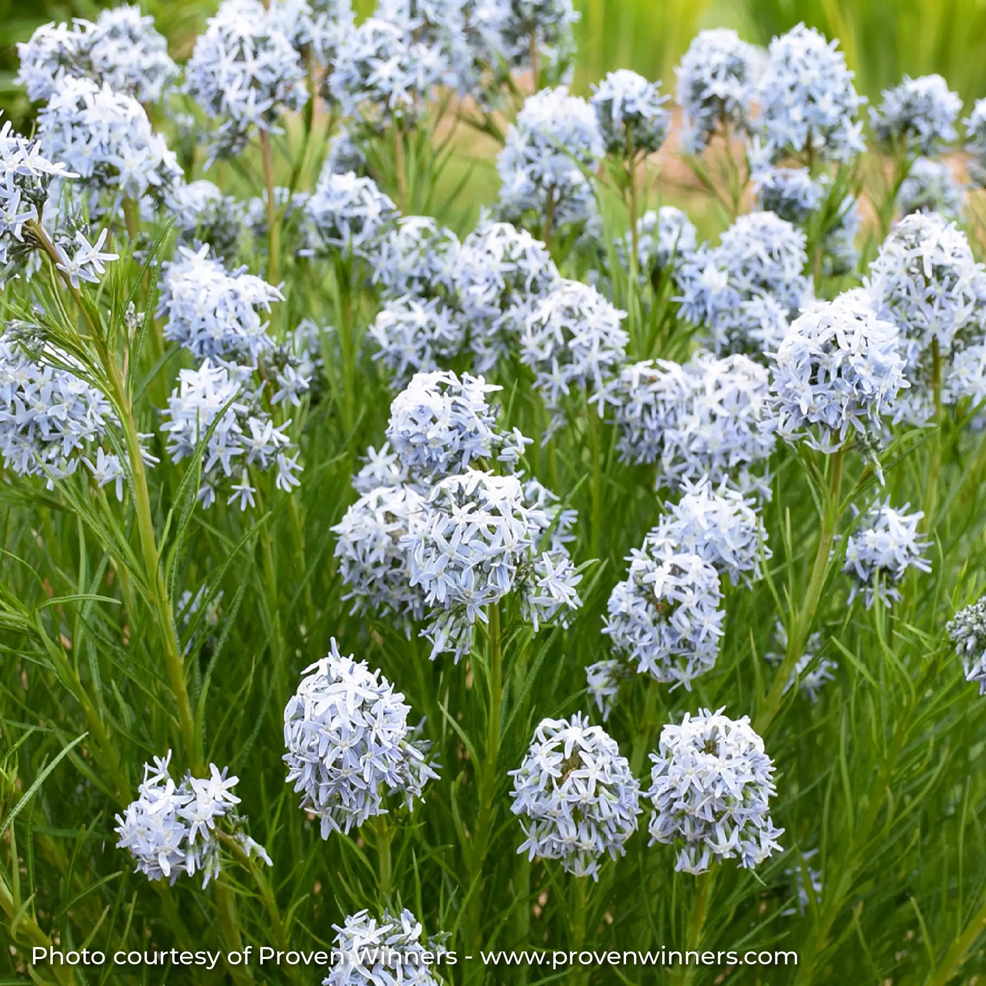 Light Blue flowering Bluestar in a garden