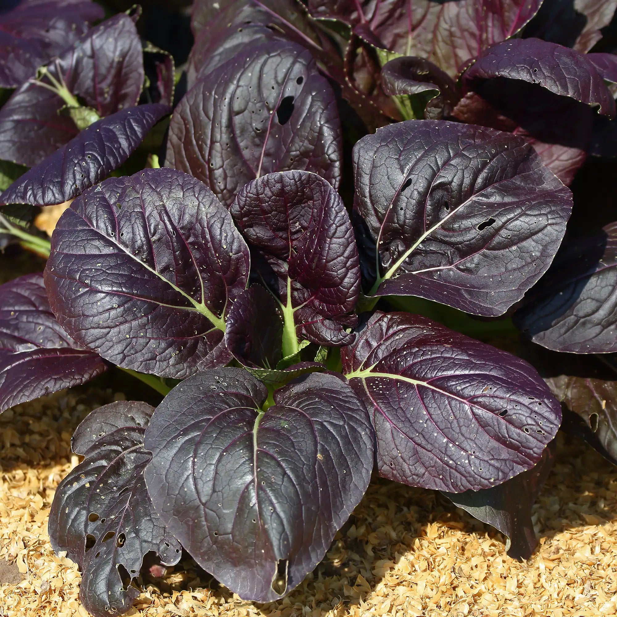 Bok Choy/Pak Choi Red