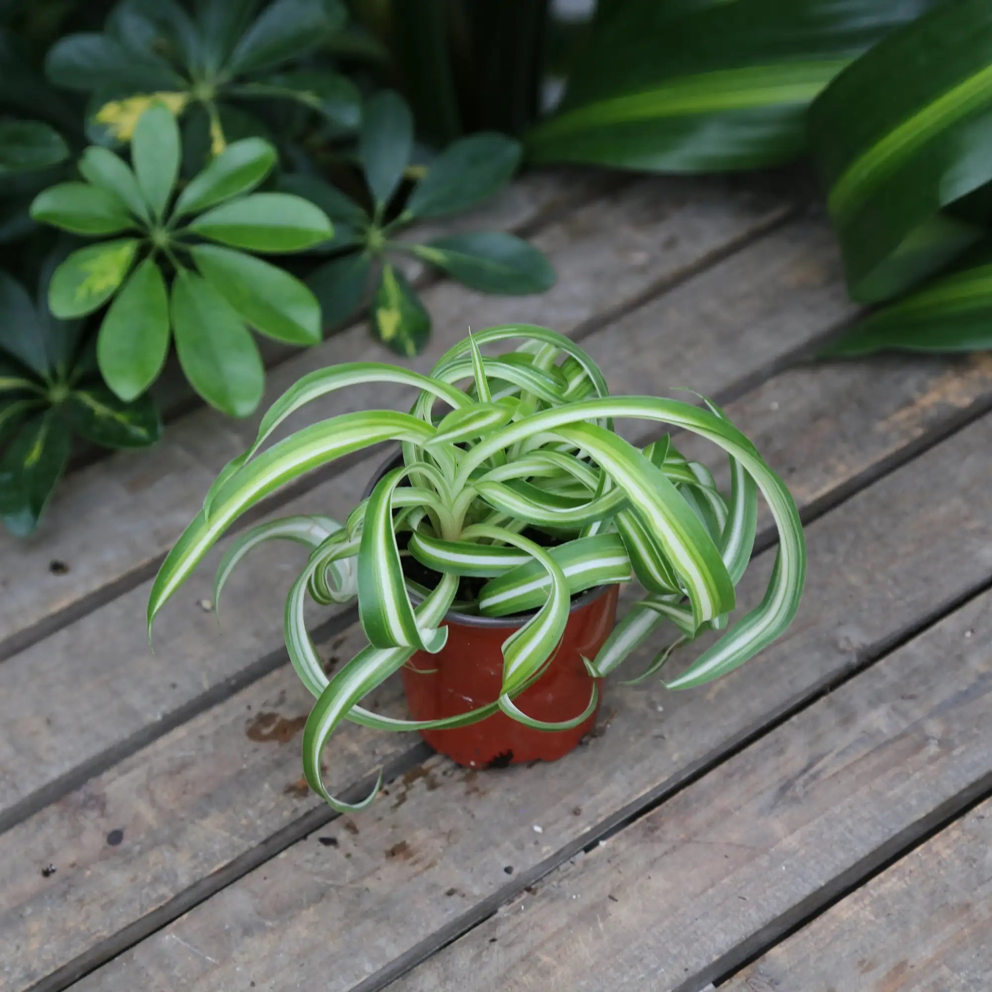 Spider Plant 'Bonnie'