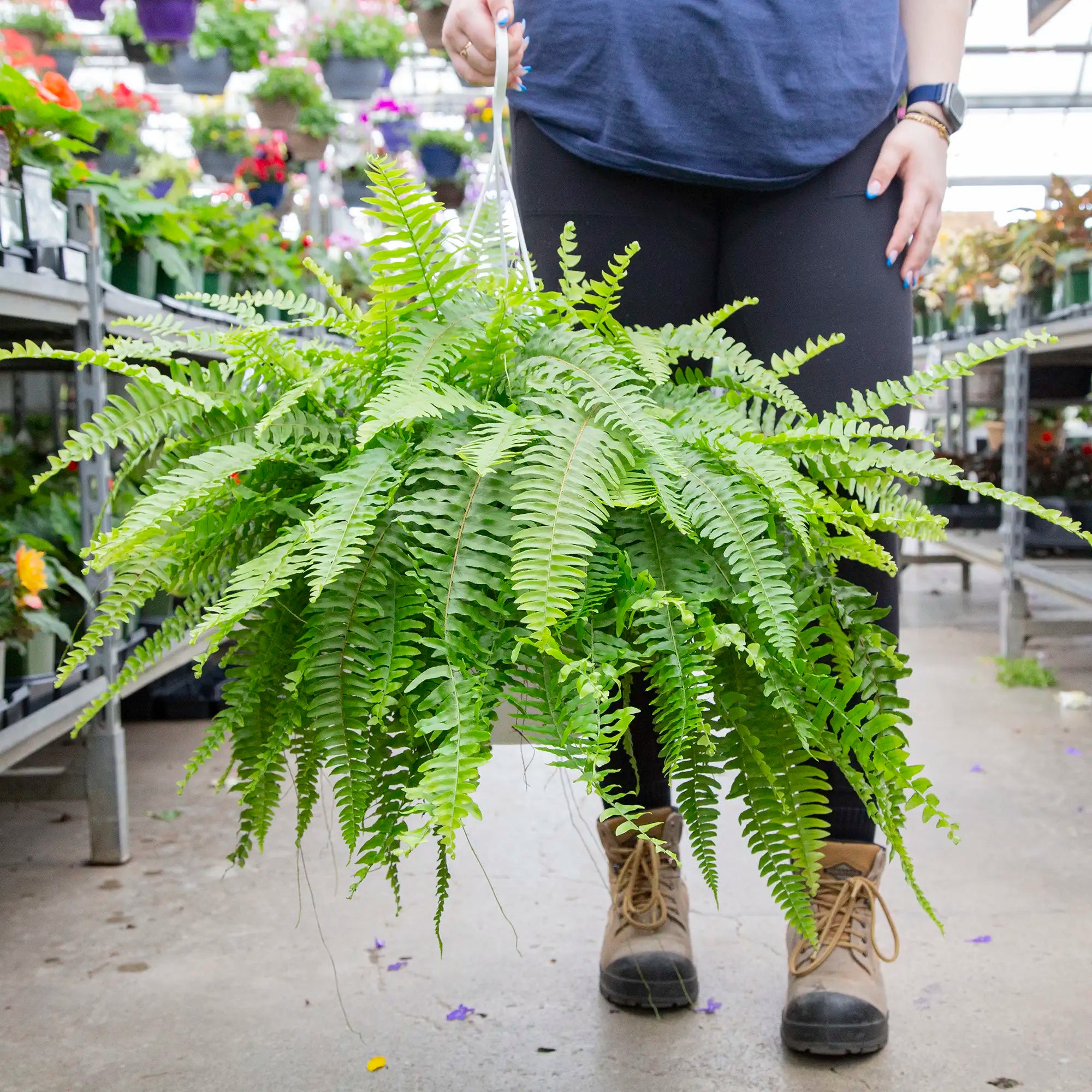 Fern 'Boston'