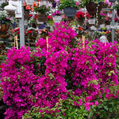Large Pink Bougainvillea Pyramid inside of Greenhouse. 