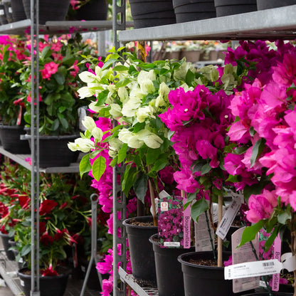 Close-up of Pink and White Bougainvillea plants on cart shelf. 