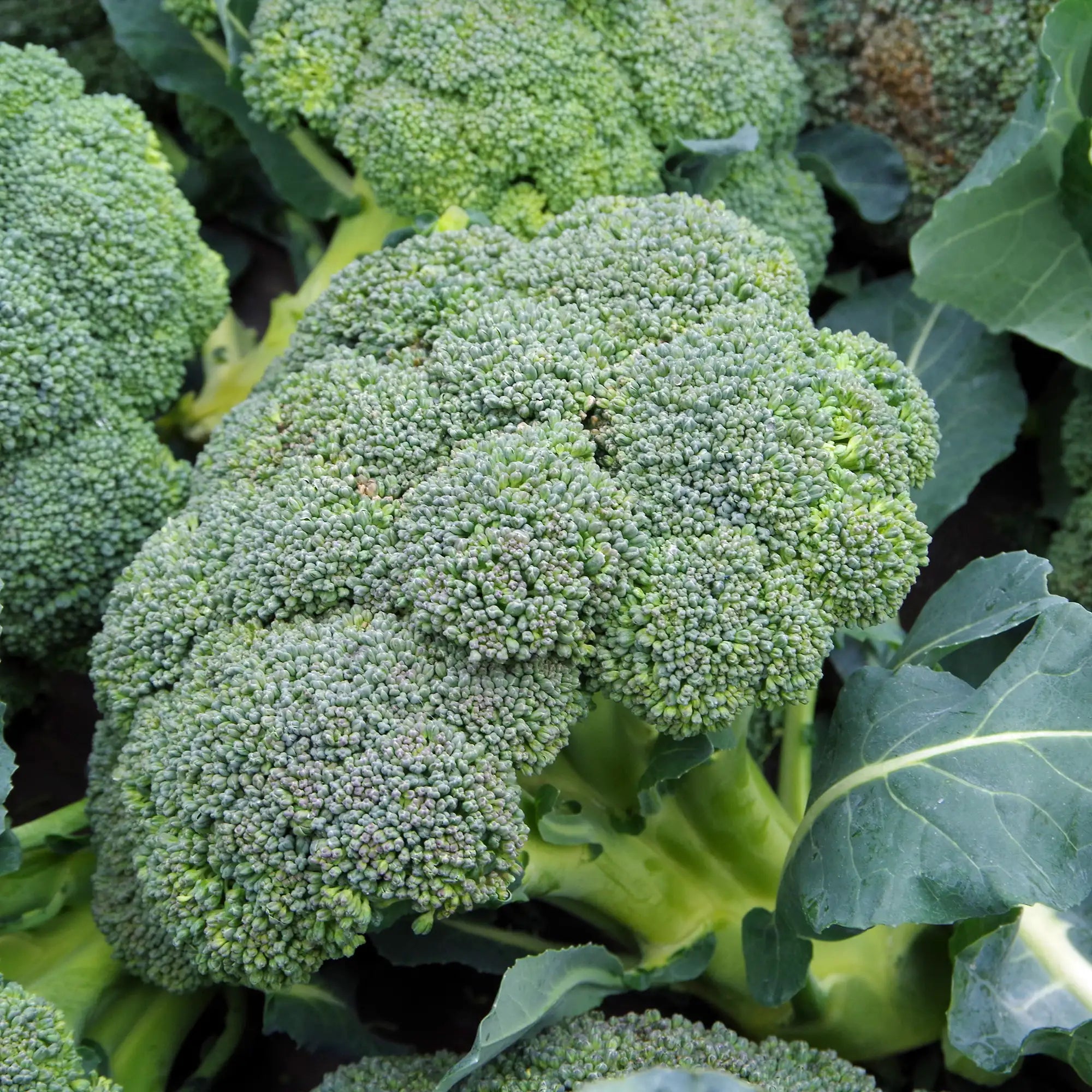 Broccoli