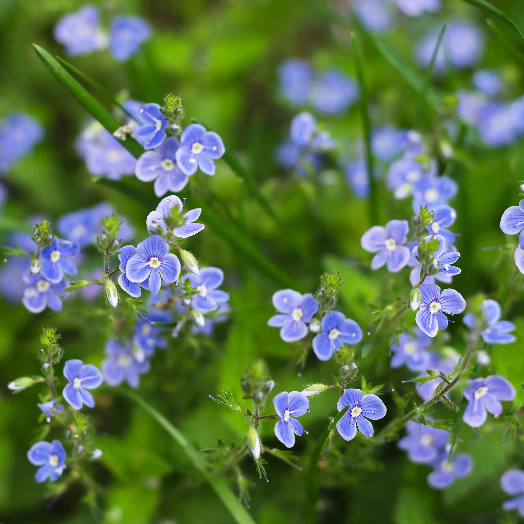 Brooklime with tiny blue flowers