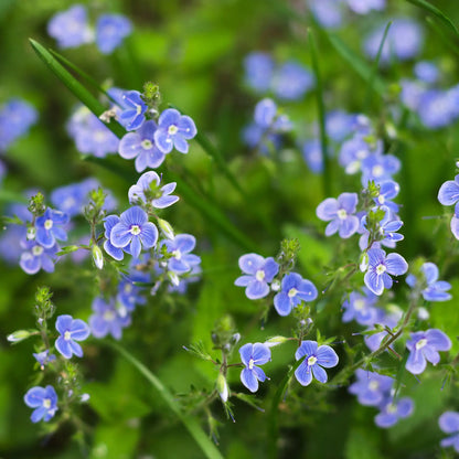 Brooklime with tiny blue flowers