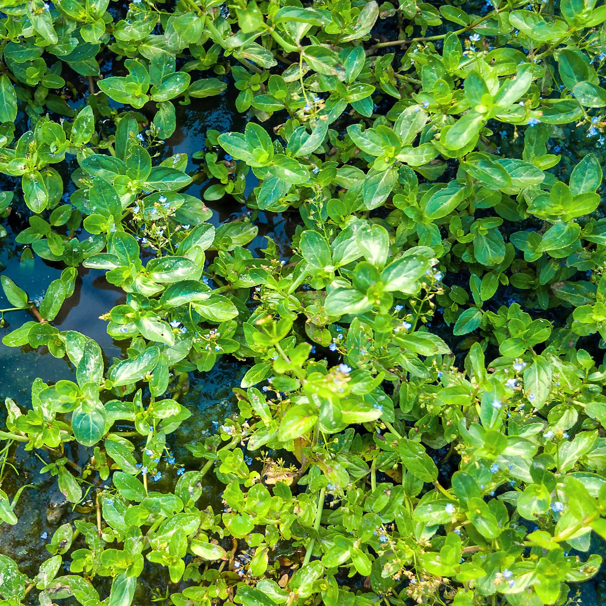 Broomlime foliage with some blue flowers in a pond