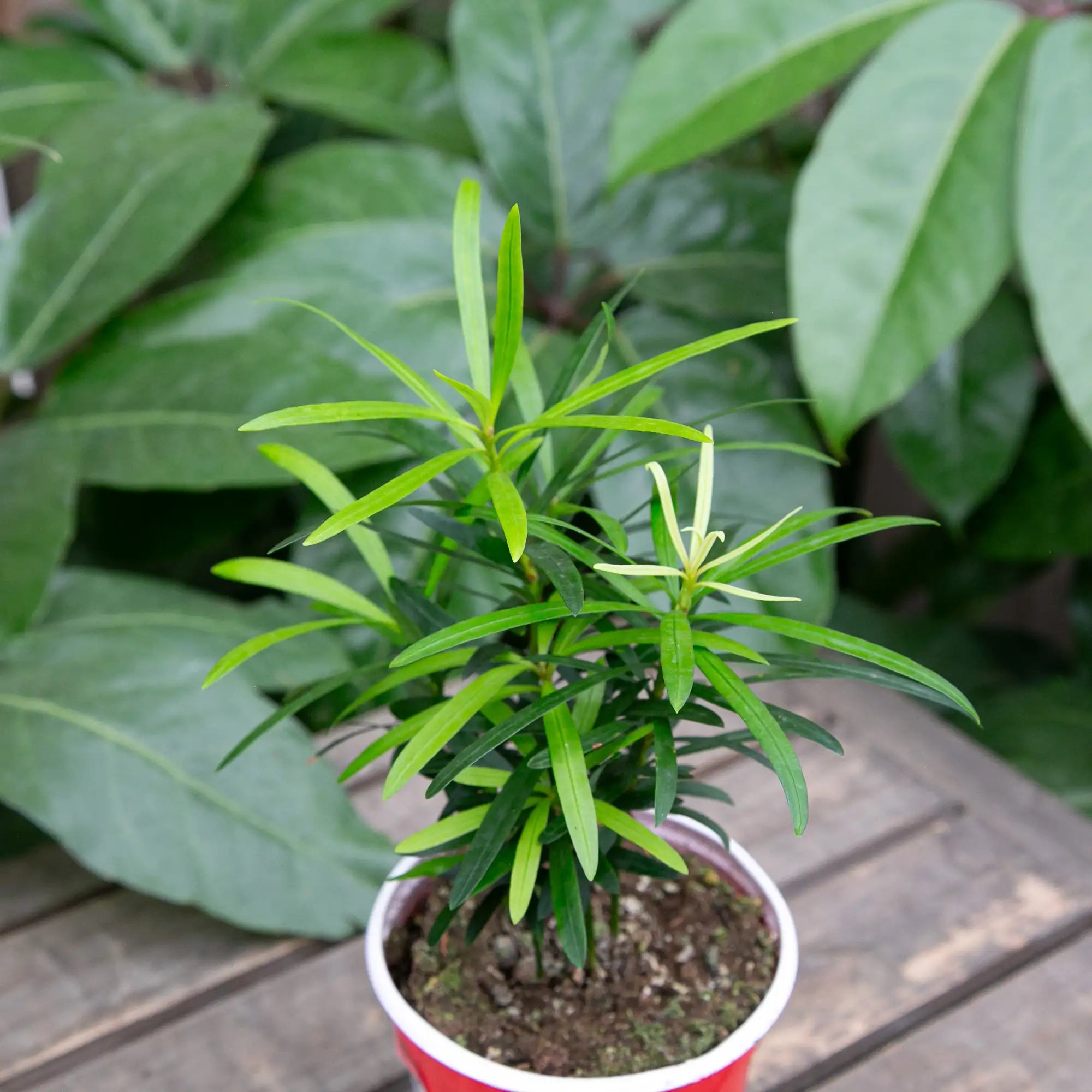Buddhist Pine