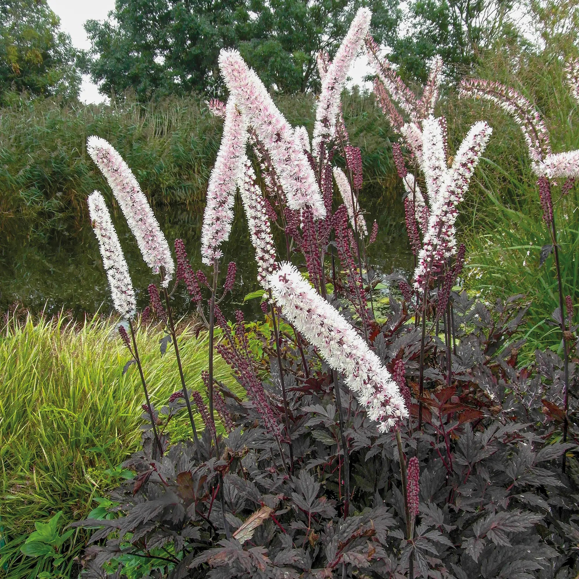 Dark Purple leaf Bugbane, also known as Actaea, with long white flowers in a garden. 