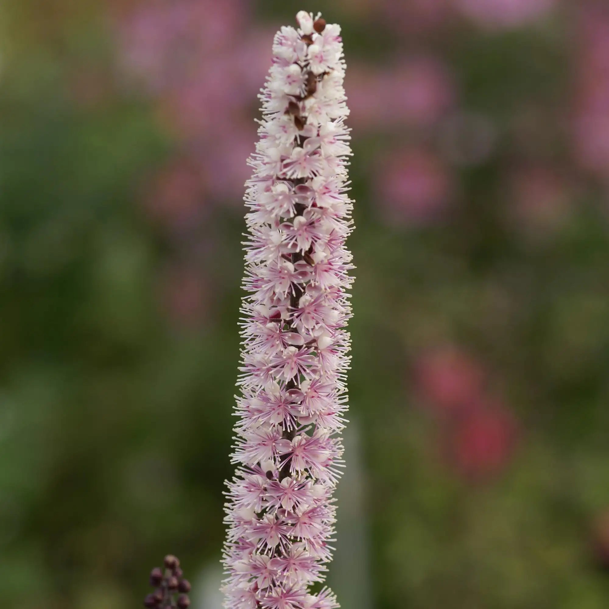 Bugbane 'Pink Spike'