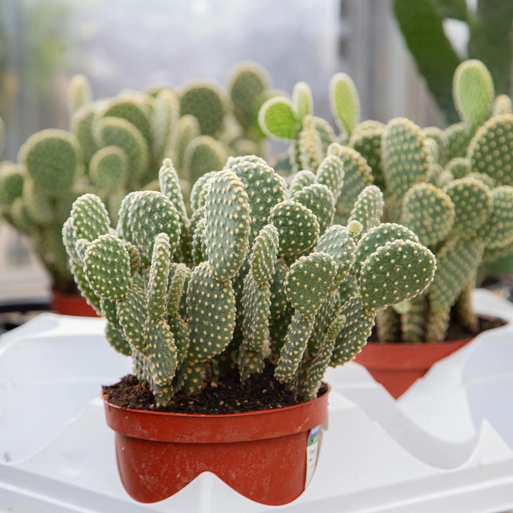 Cactus Bunny Ear (Assorted)