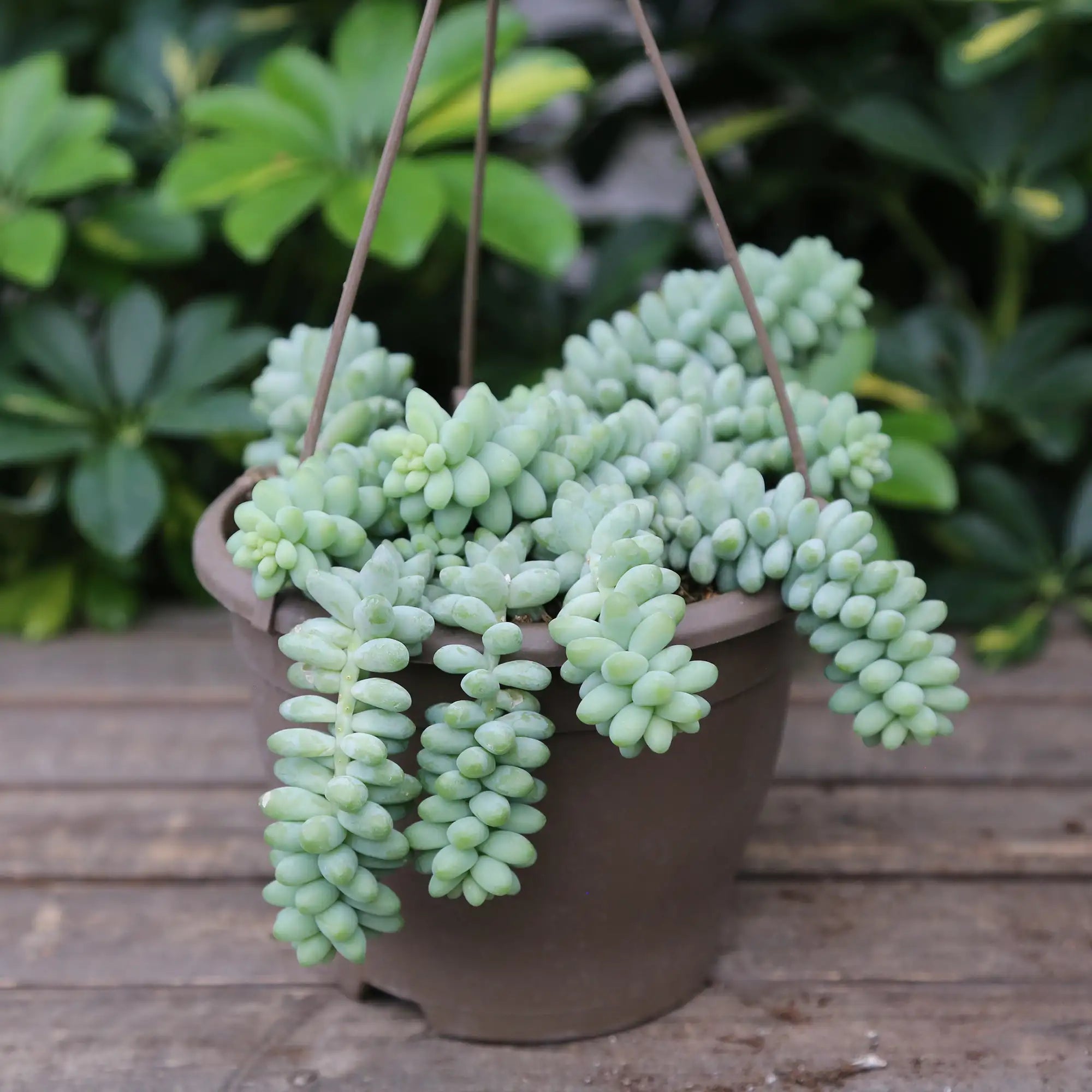 Burro's Tail 'Burrito'