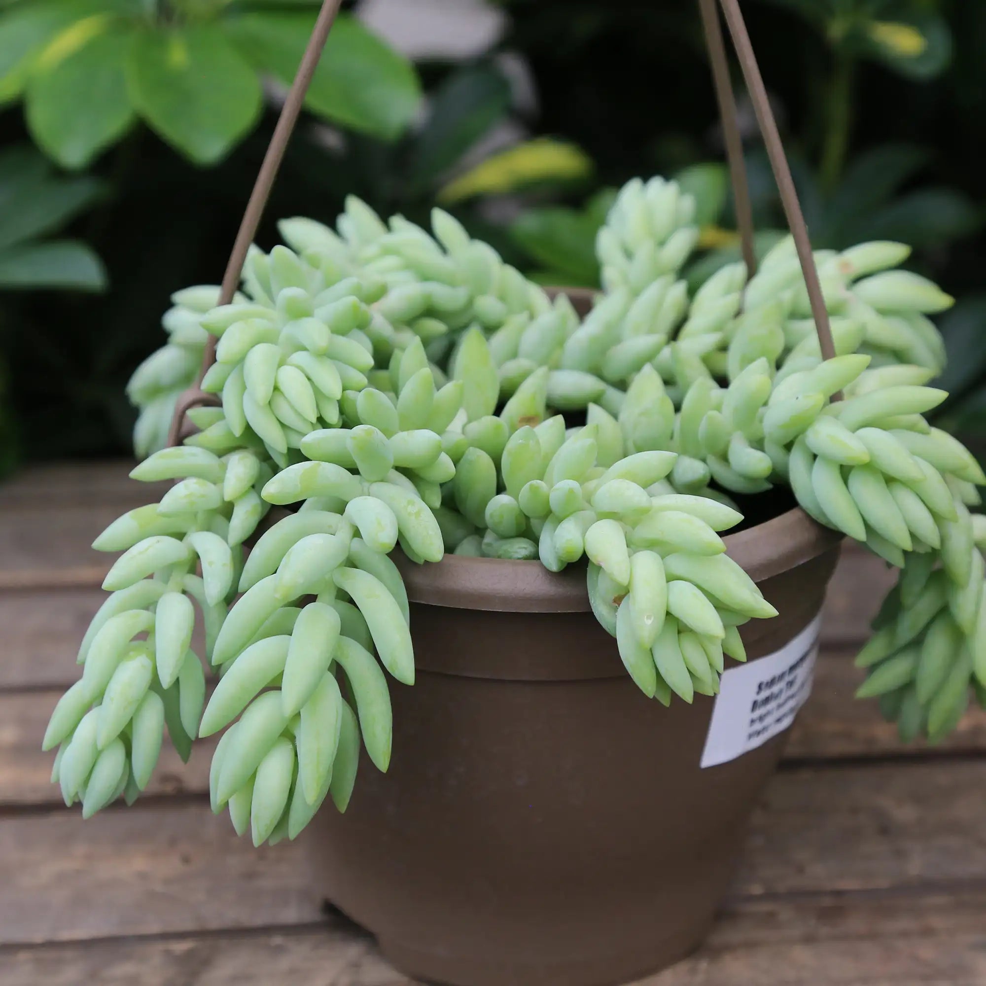 Burro's Tail