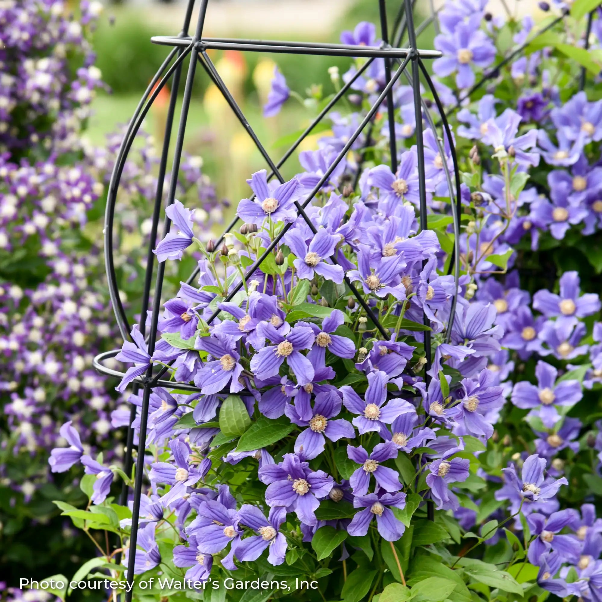 Bush Clematis 'Rain Dance'