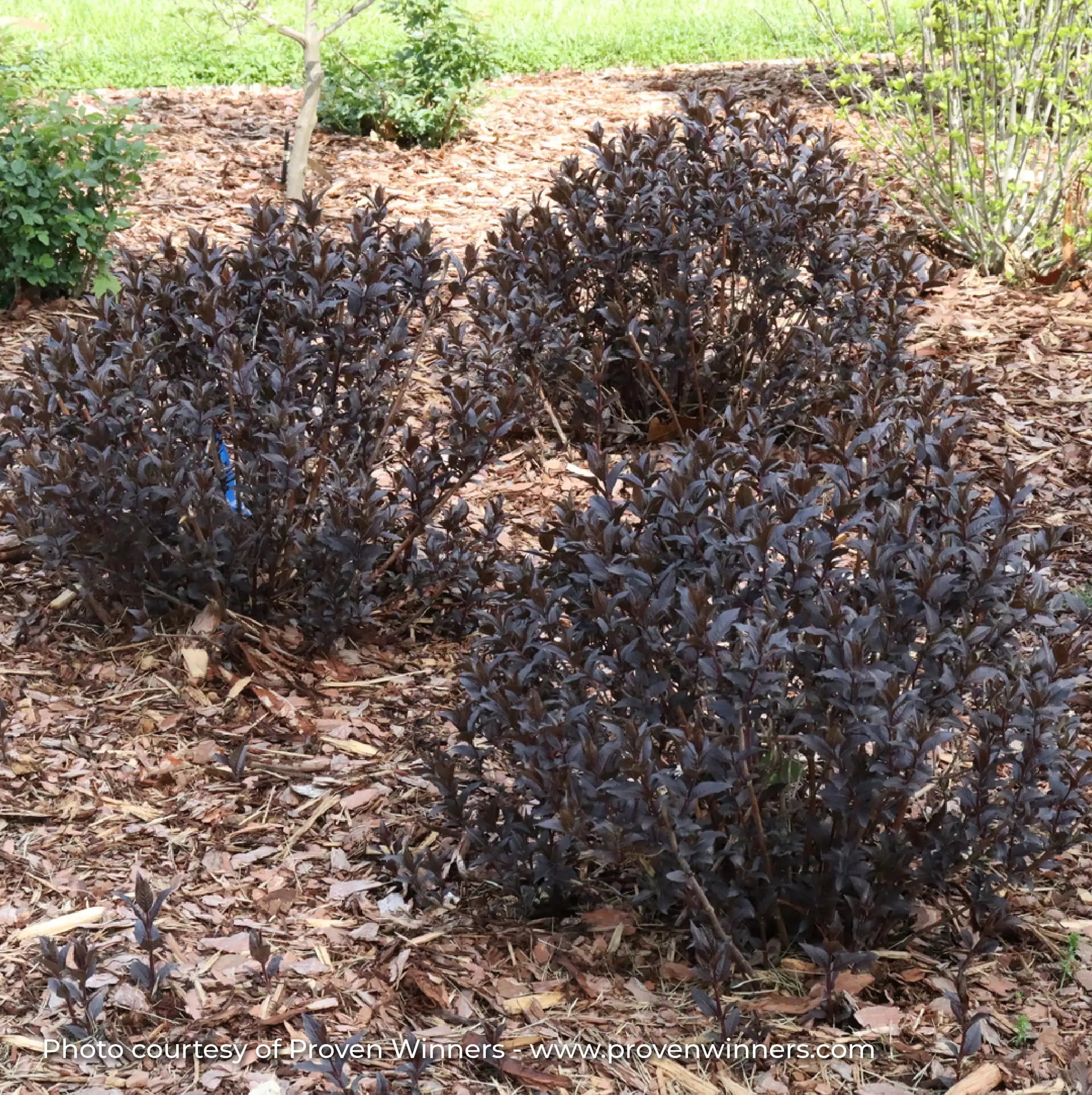 Bush Honeysuckle 'Kodiak Jet Black®'