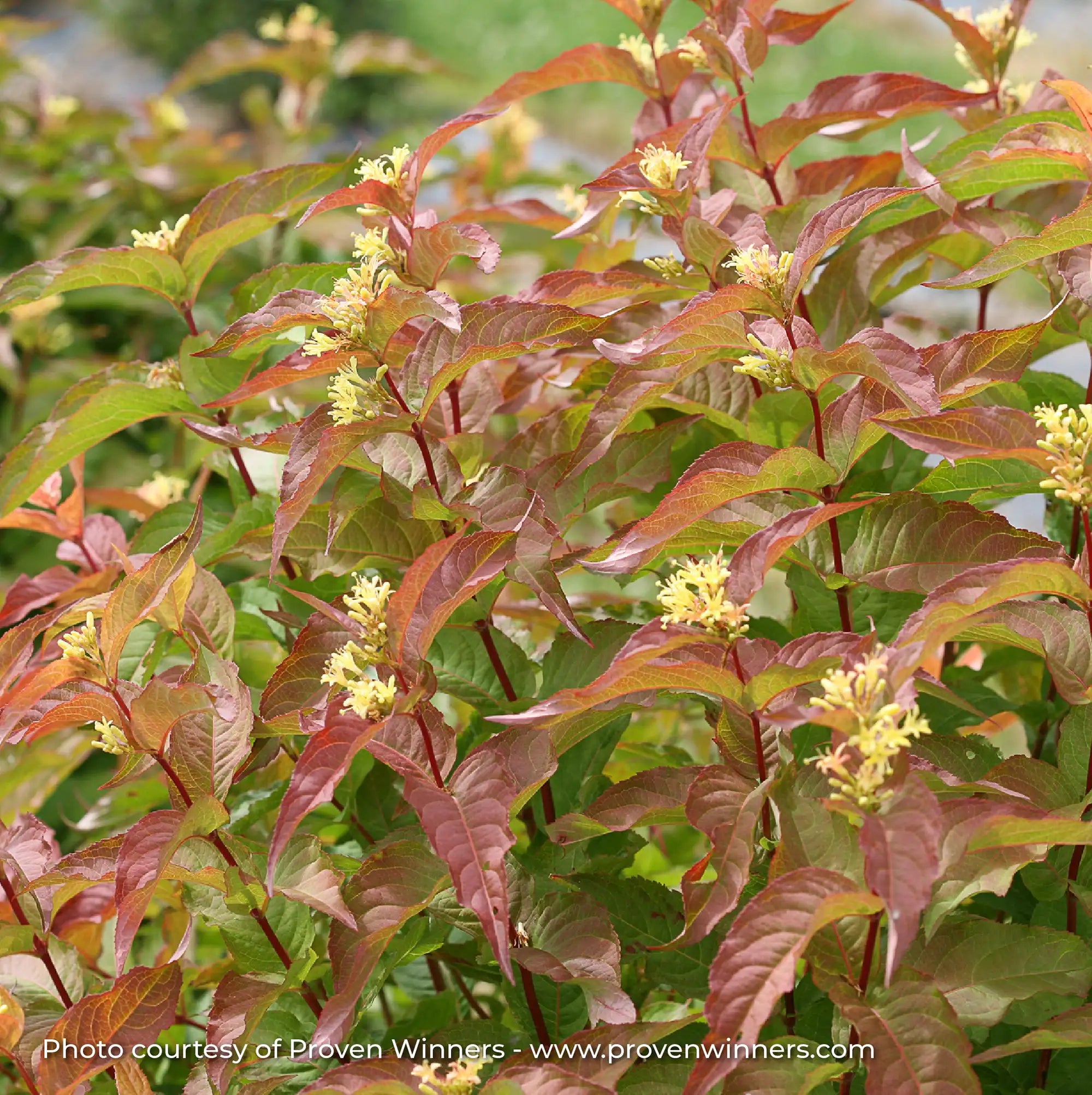 Bush Honeysuckle 'Kodiak® Orange'