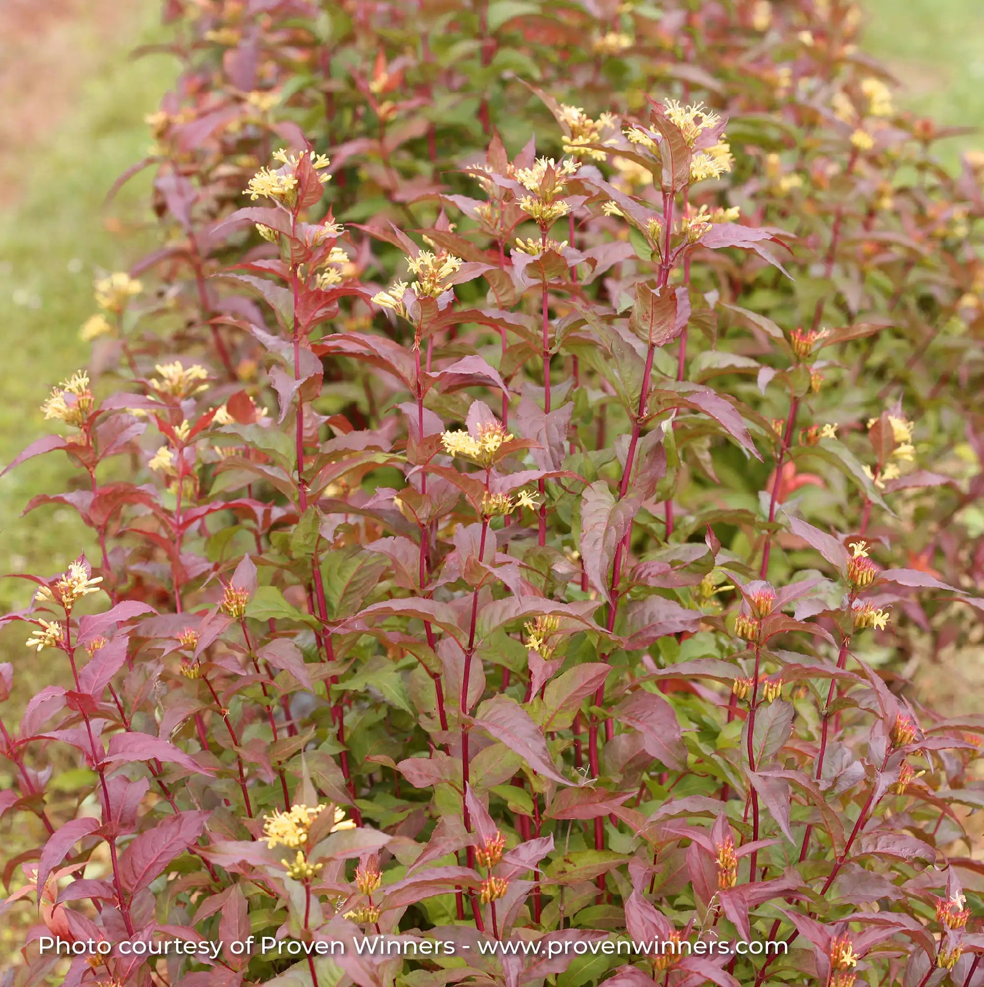 Bush Honeysuckle 'Kodiak® Red'