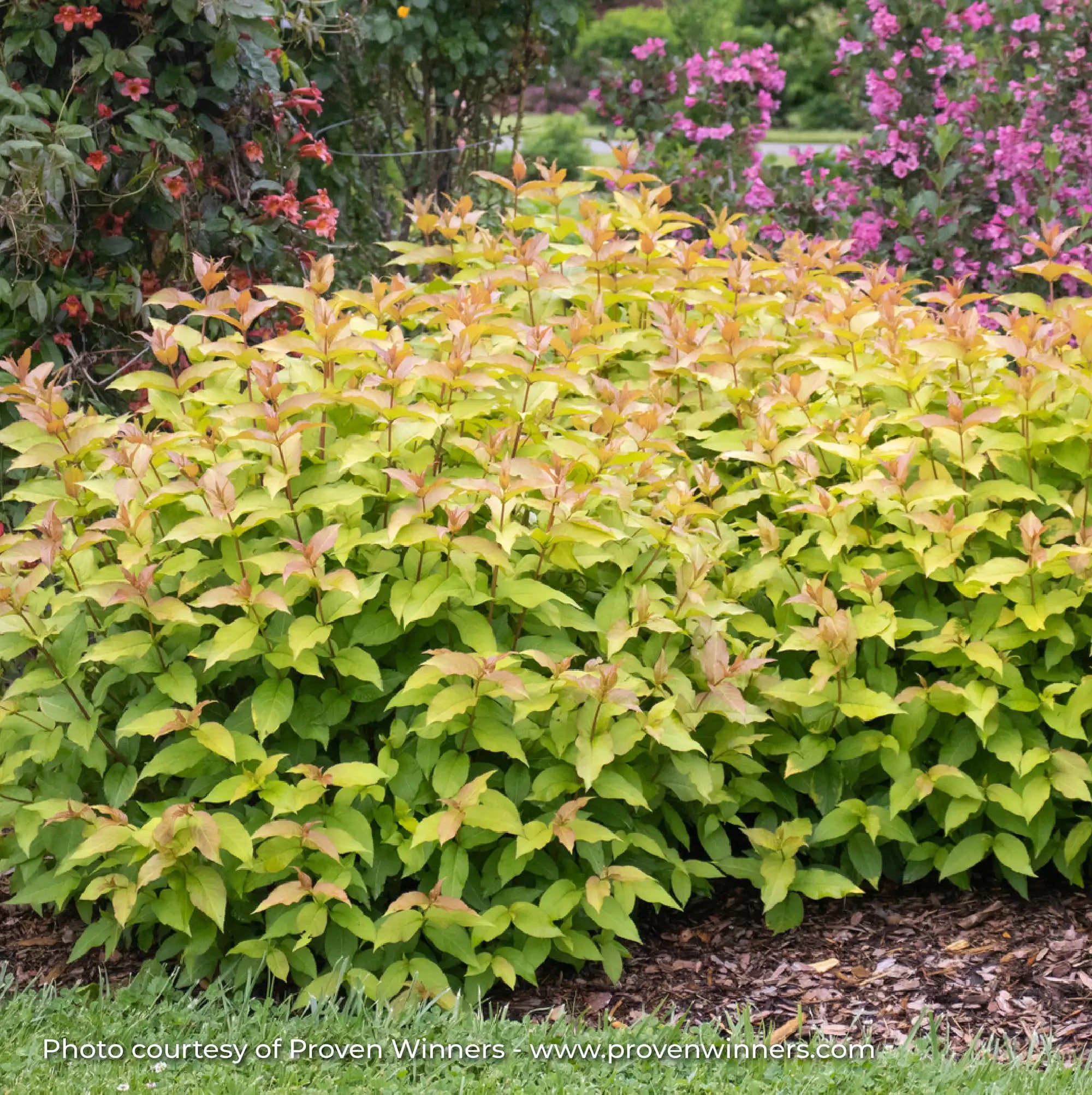 Bush Honeysuckle 'Kodiak Spiced™'