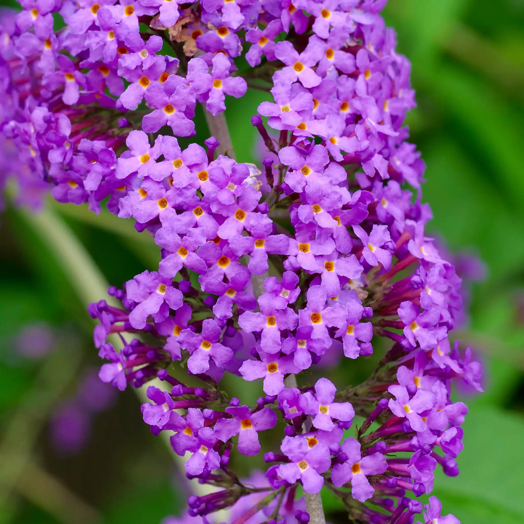 Butterfly Bush 'Chrysalis™ Blue'