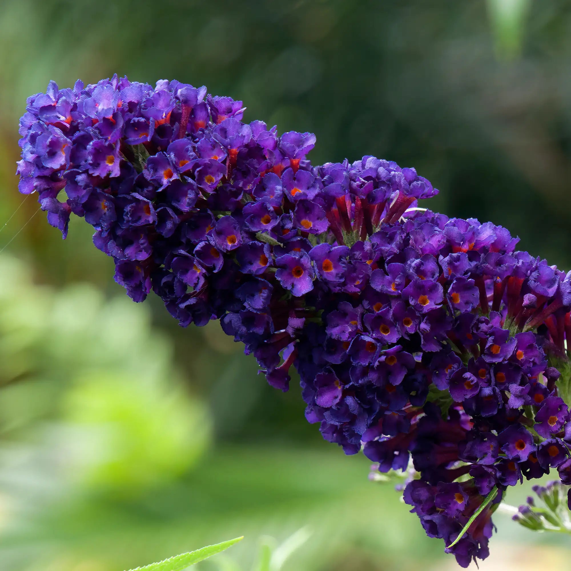 Butterfly Bush 'Chrysalis™ Purple'