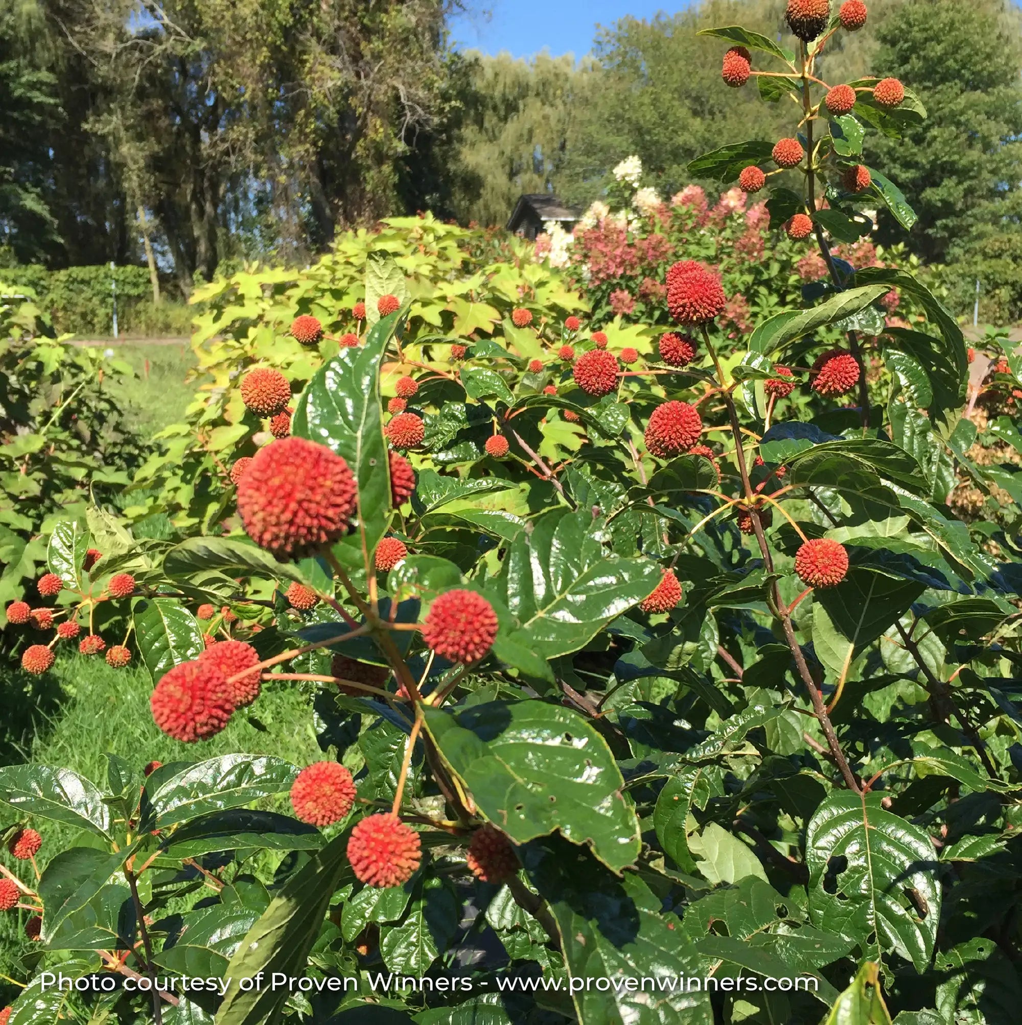 Buttonbush 'Sugar Shack®'
