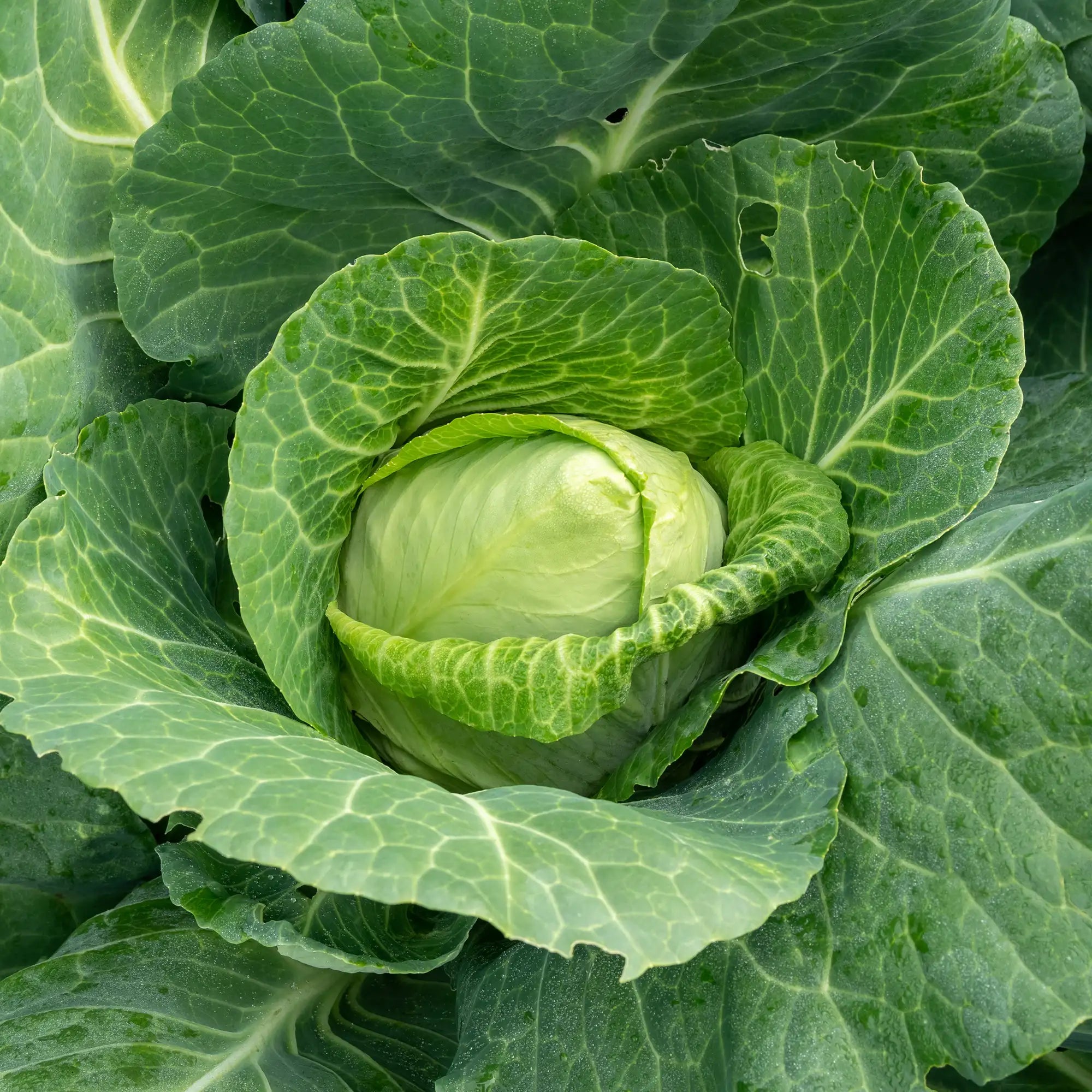 Cabbage Green Early