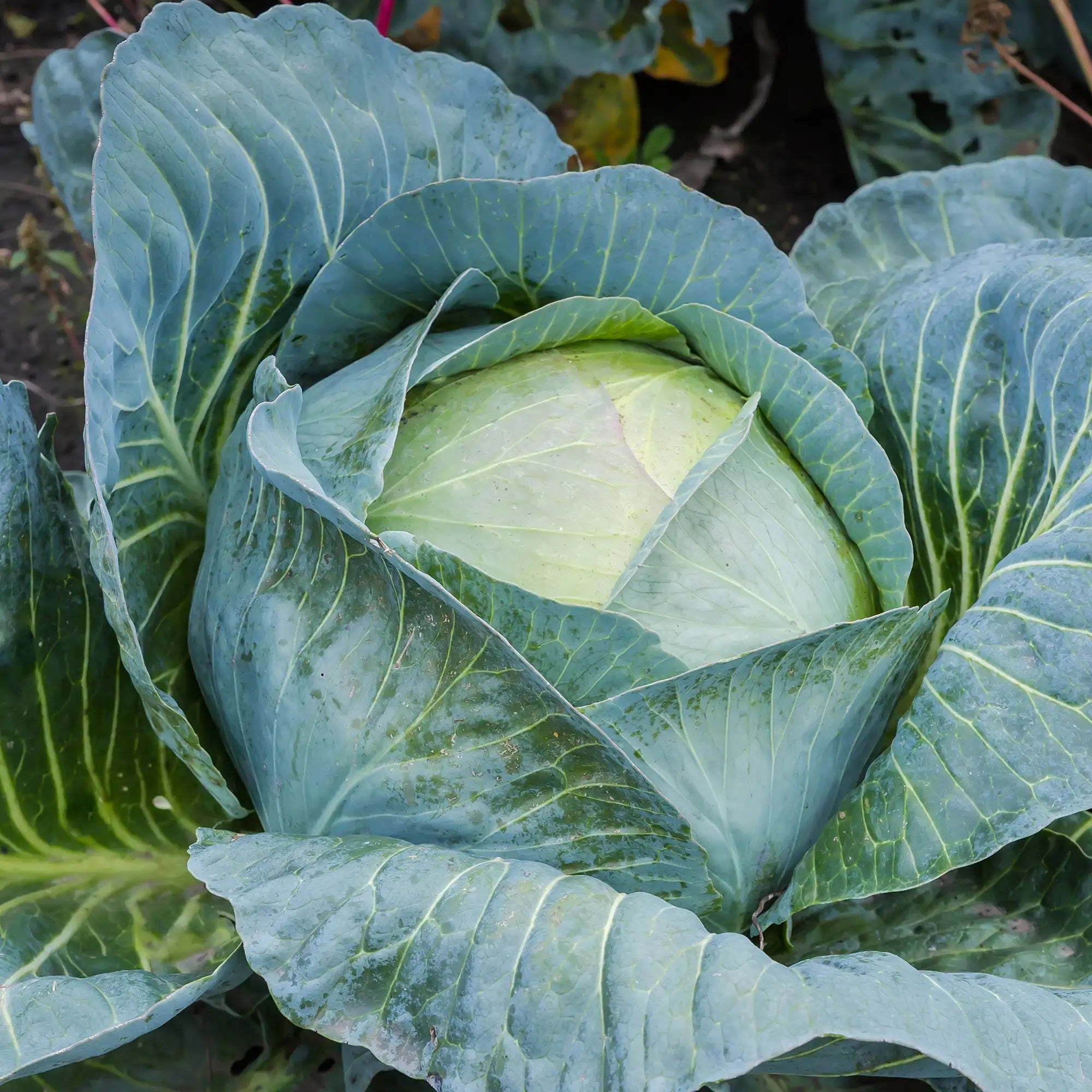 Cabbage Green Late