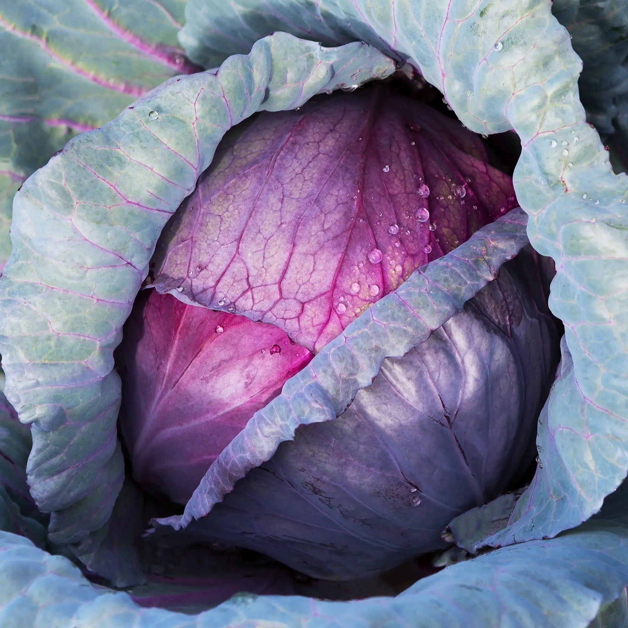Cabbage Red