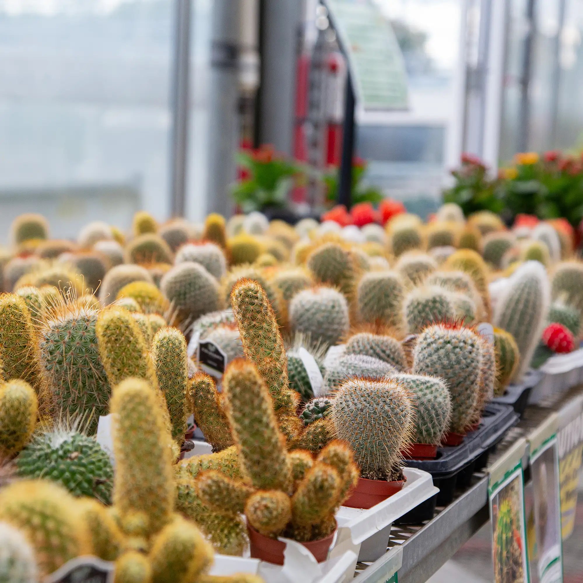 Cactus (Assorted)