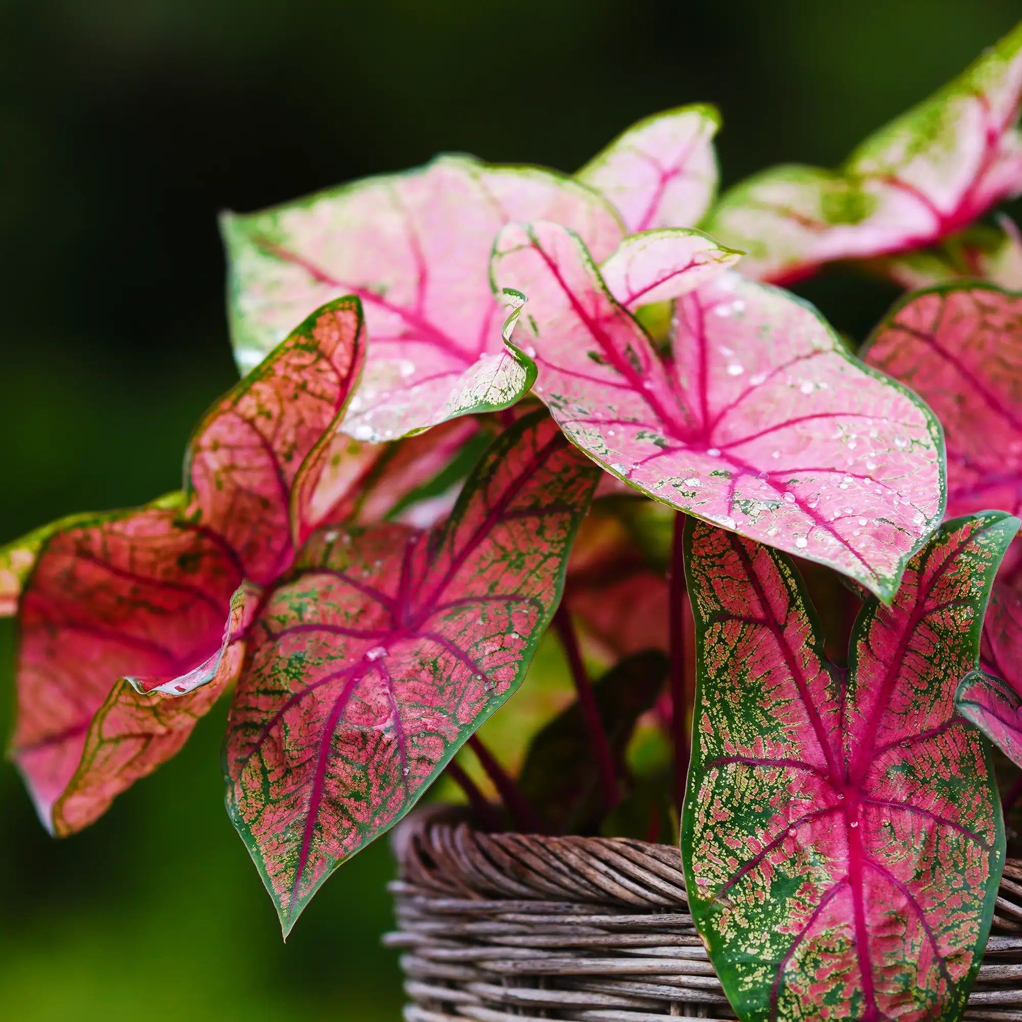 Caladium 'Carolyn Whorton'