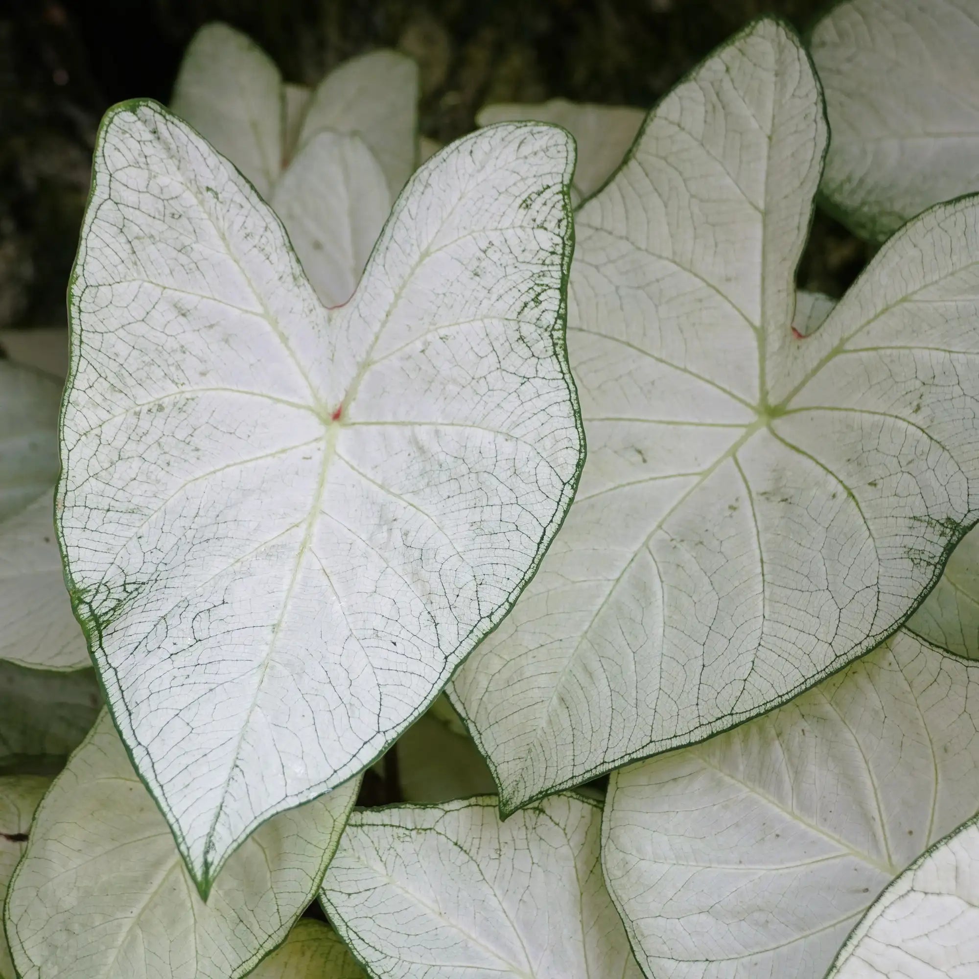 Caladium 'Garden White'