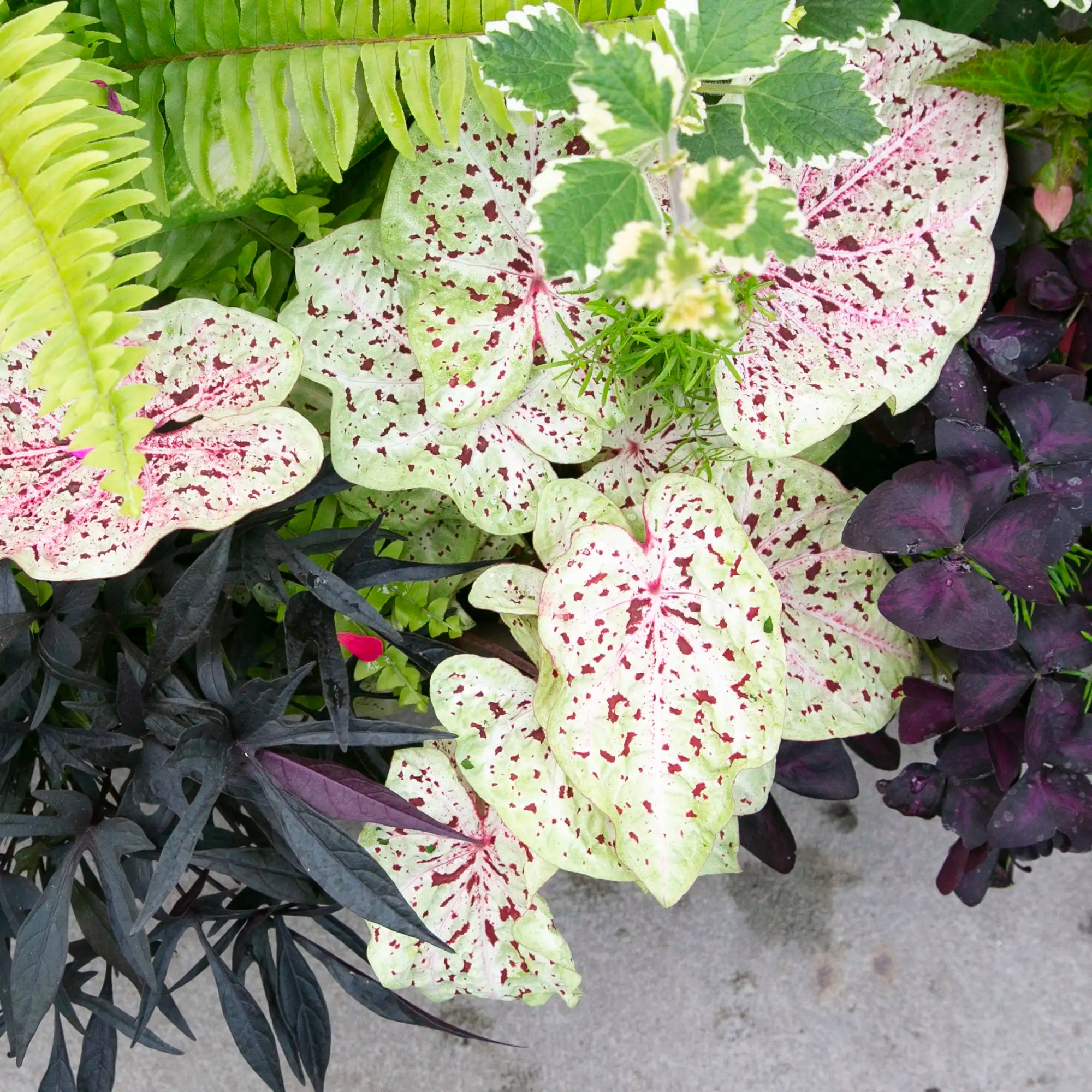 Caladium 'Miss Muffet'