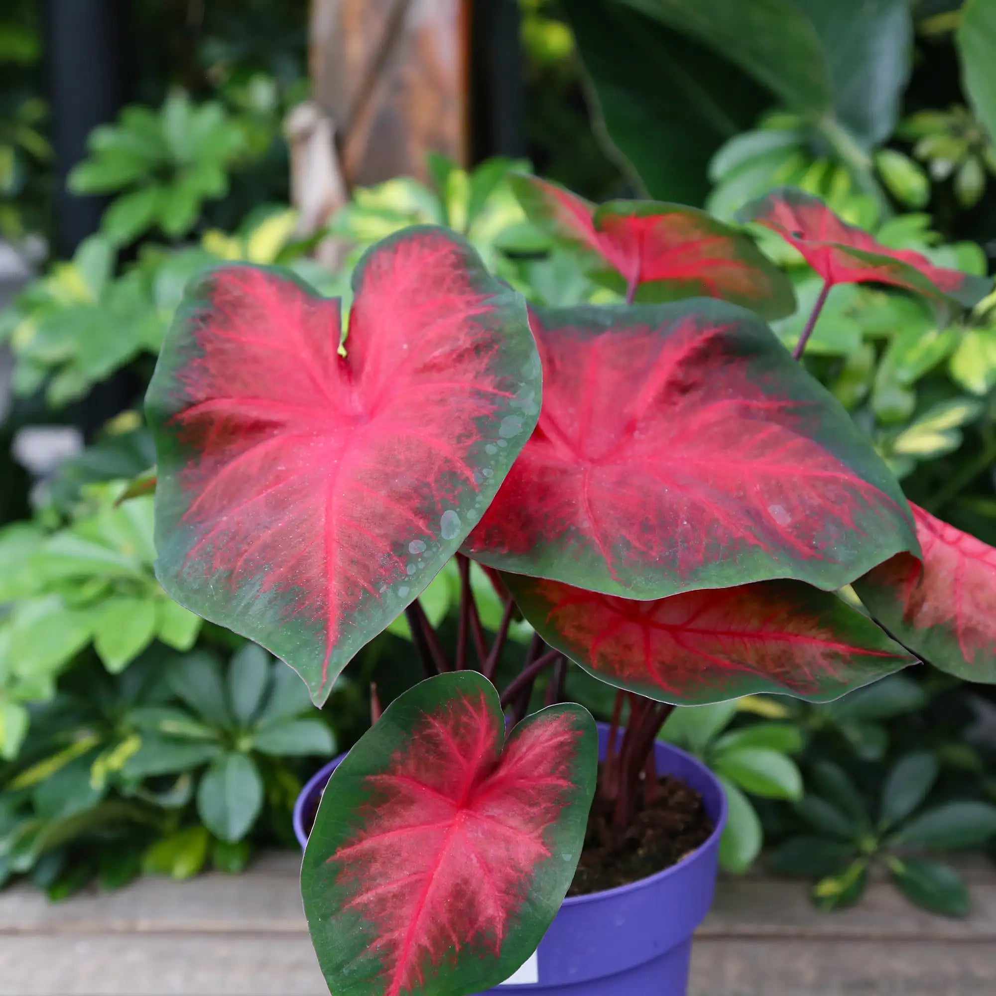 Caladium 'Royal Flush'