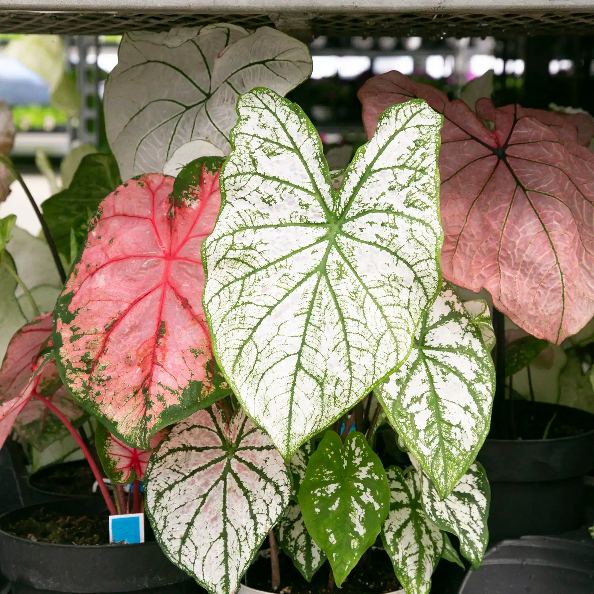 Caladium 'White Christmas'