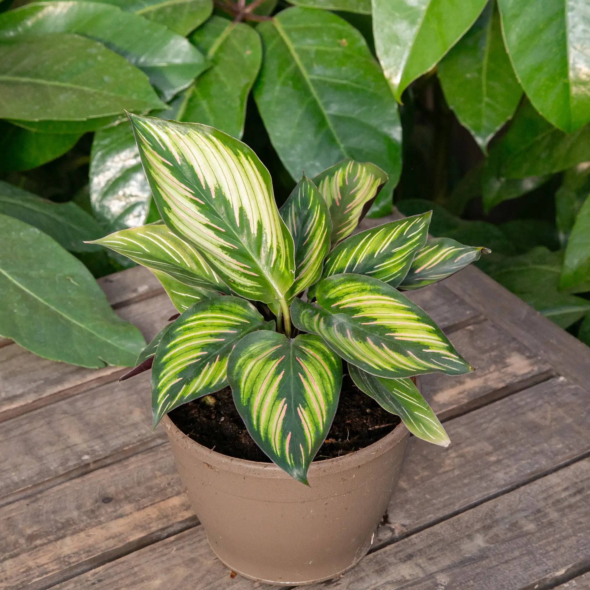 Calathea 'Beauty Star'