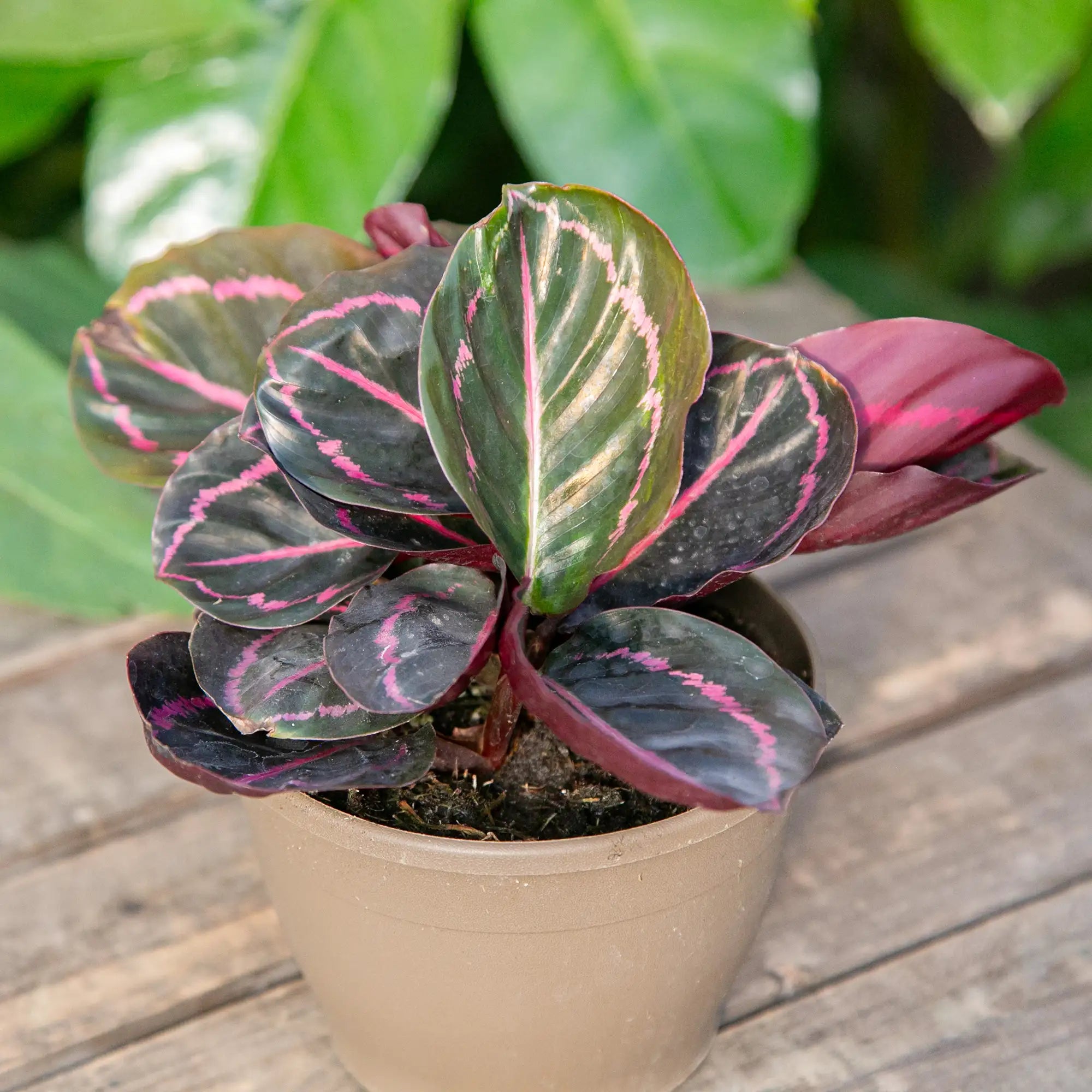 Calathea 'Dottie'