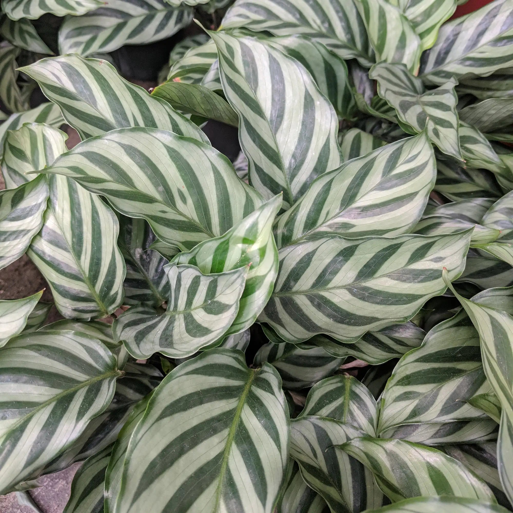 Calathea 'Freddie'