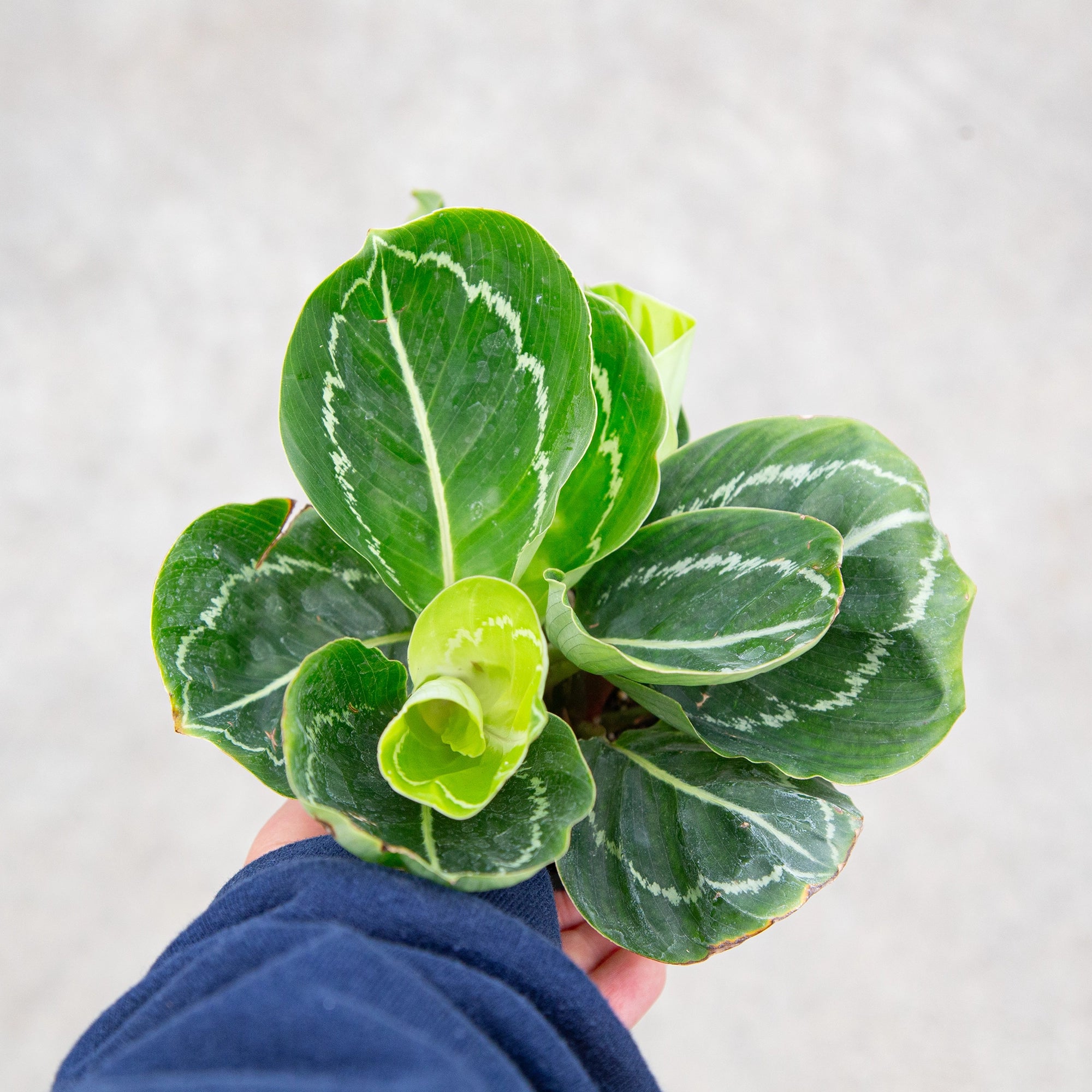Calathea 'Green Goddess'