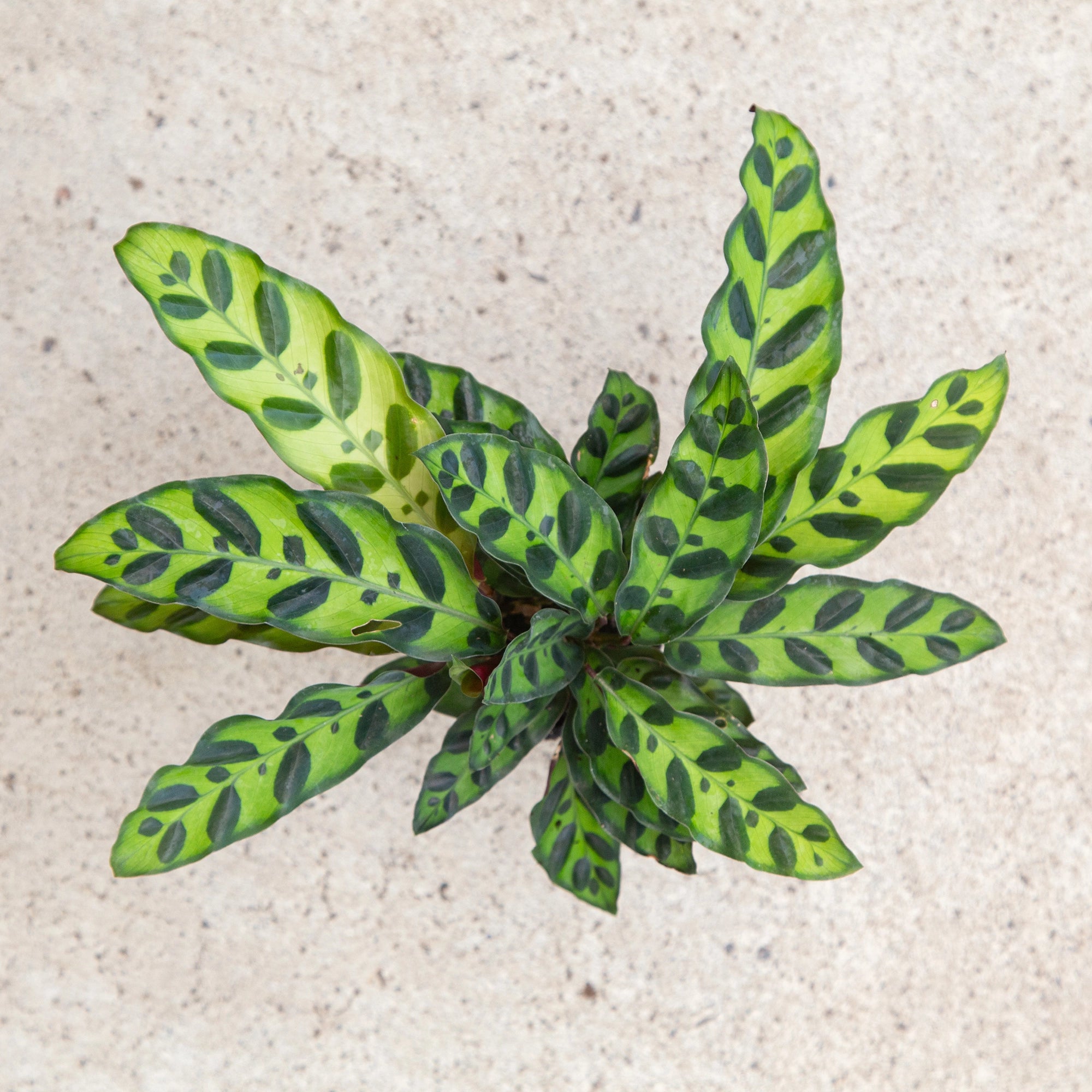 Calathea 'Rattlesnake'