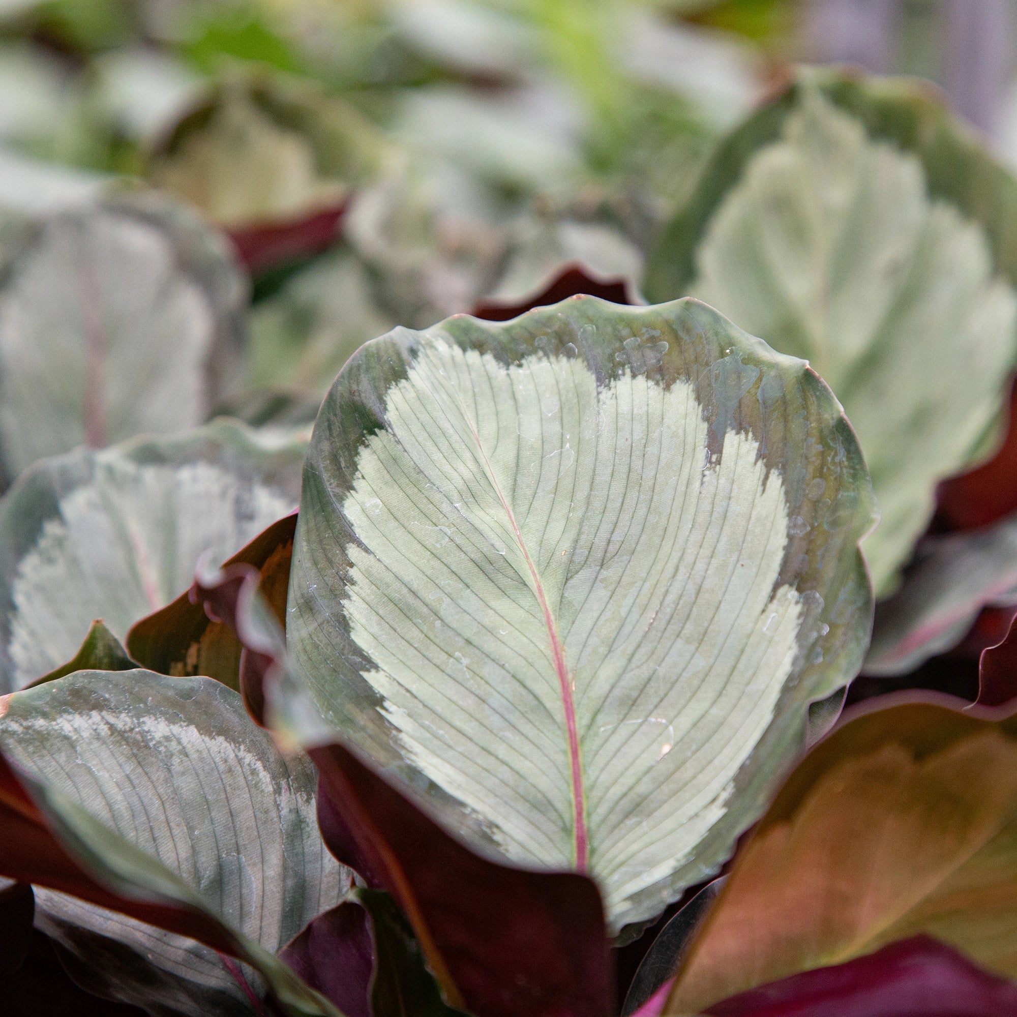 Calathea 'Northern Lights'