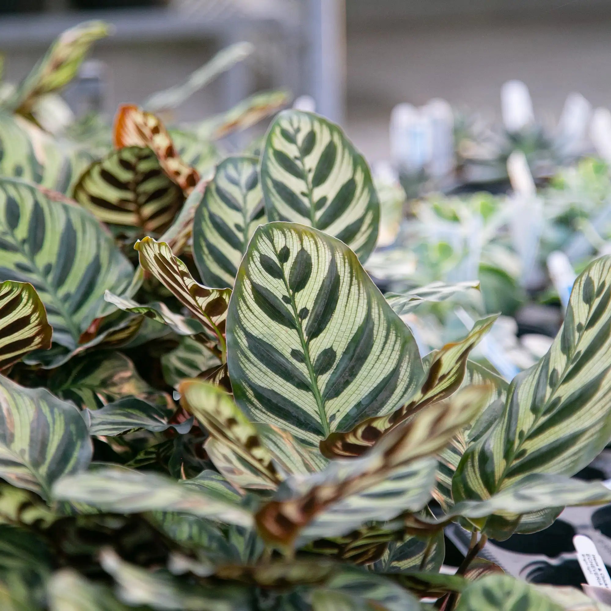 Calathea 'Peacock'