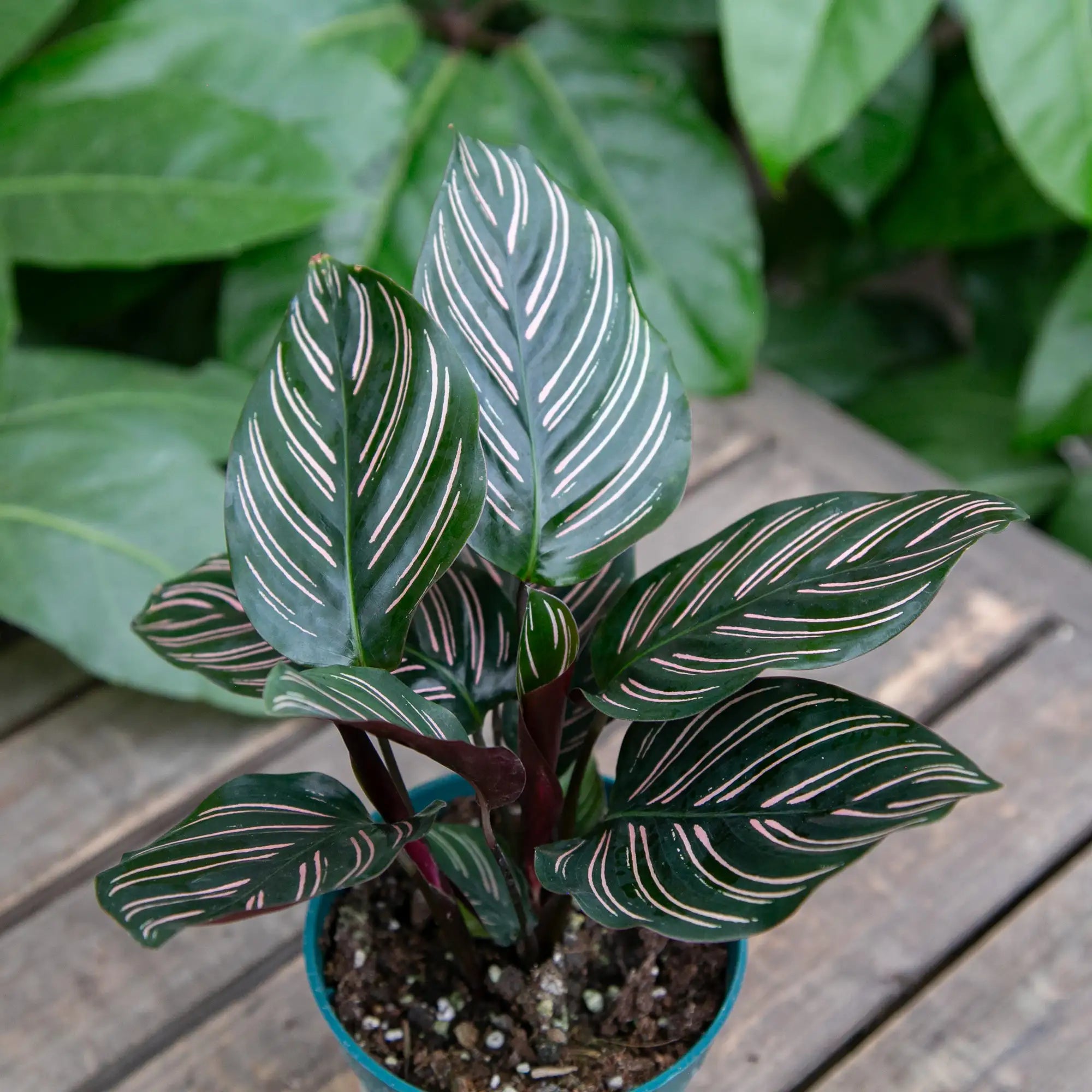 Calathea 'Pin Stripe'