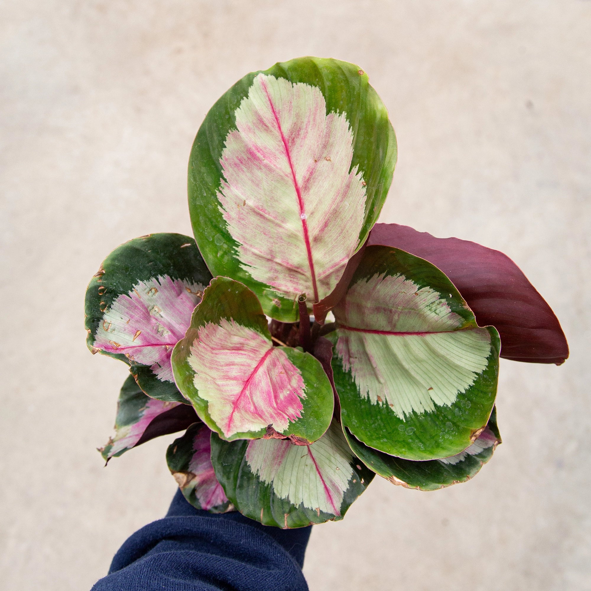 Calathea 'Rosy'