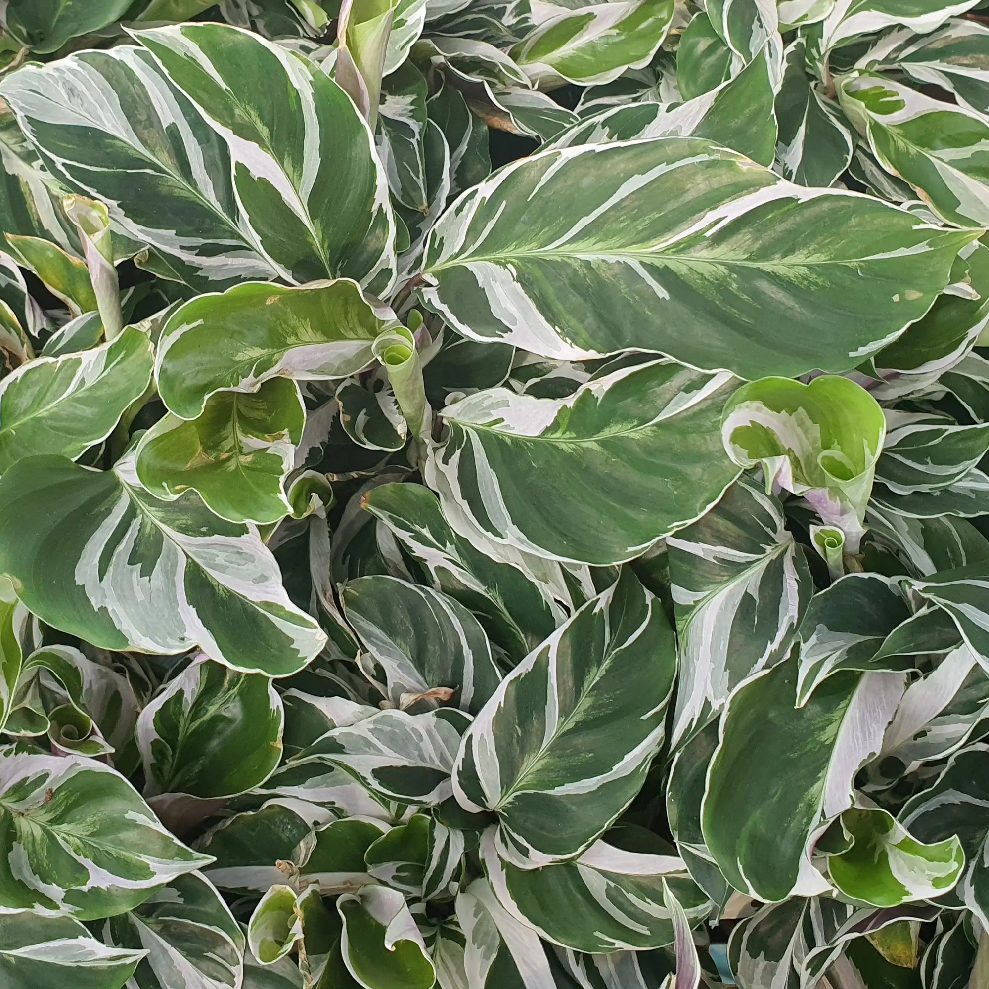 Calathea 'White Fusion'