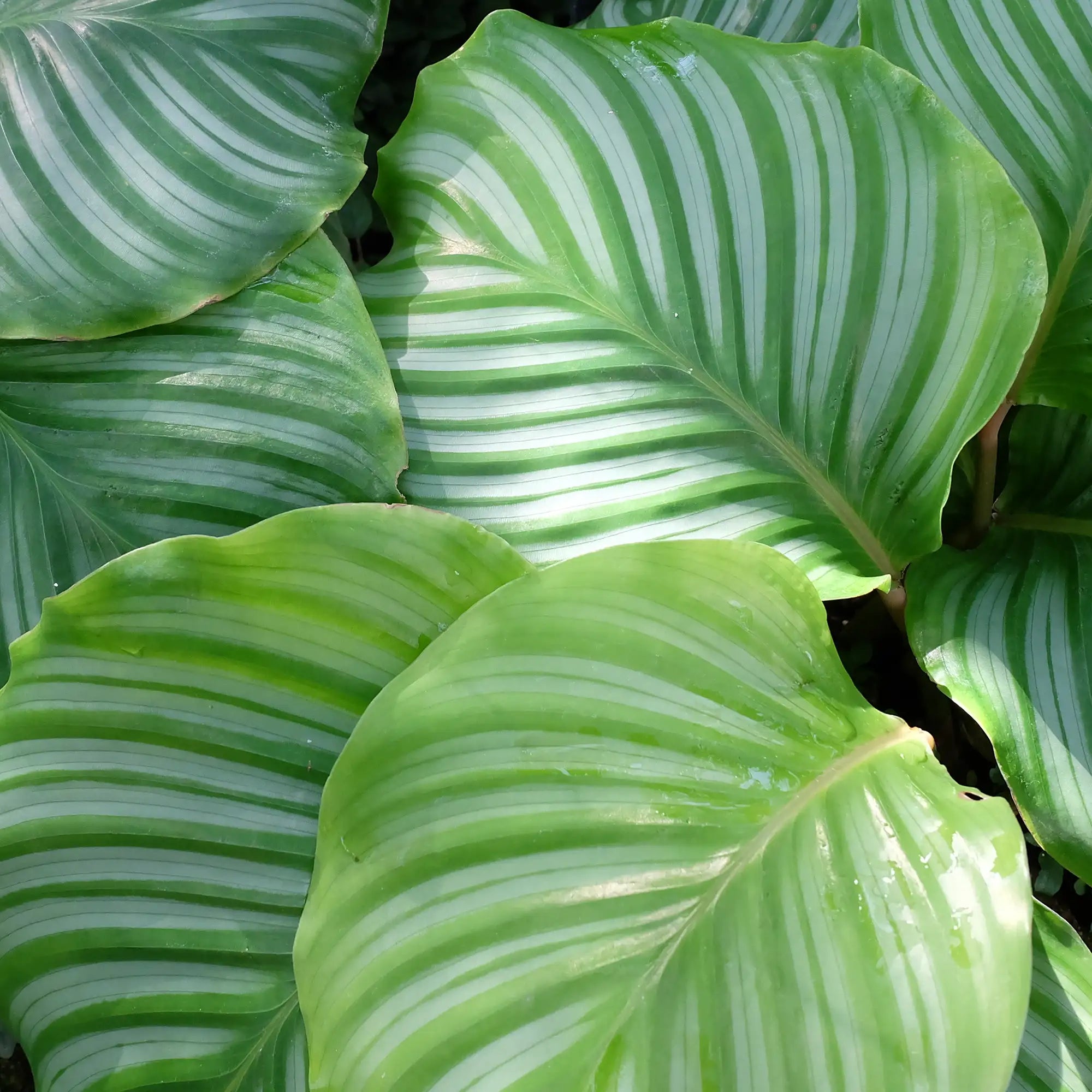 Calathea 'Round-Leaf'