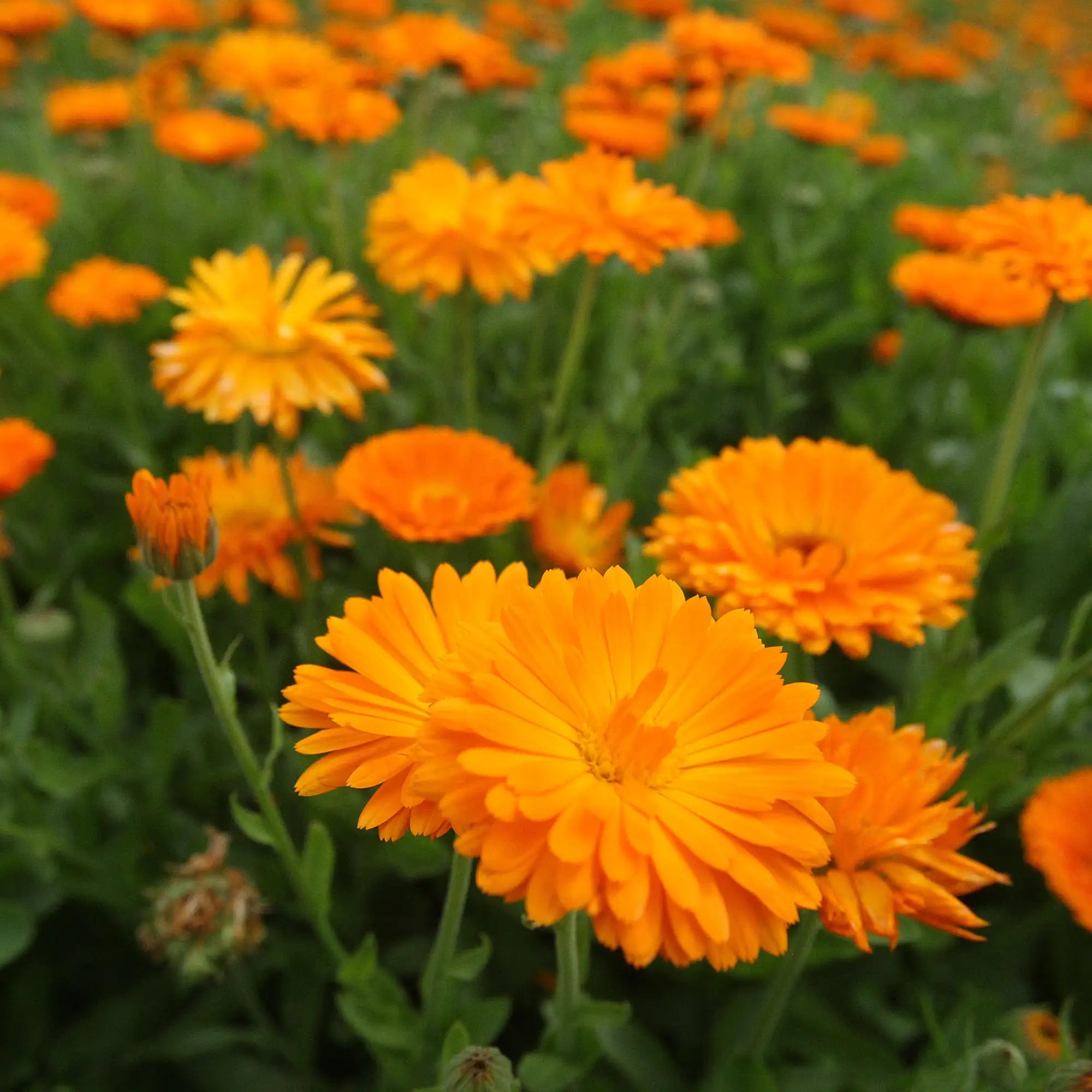 Calendula 'PowerDaisy Tango'